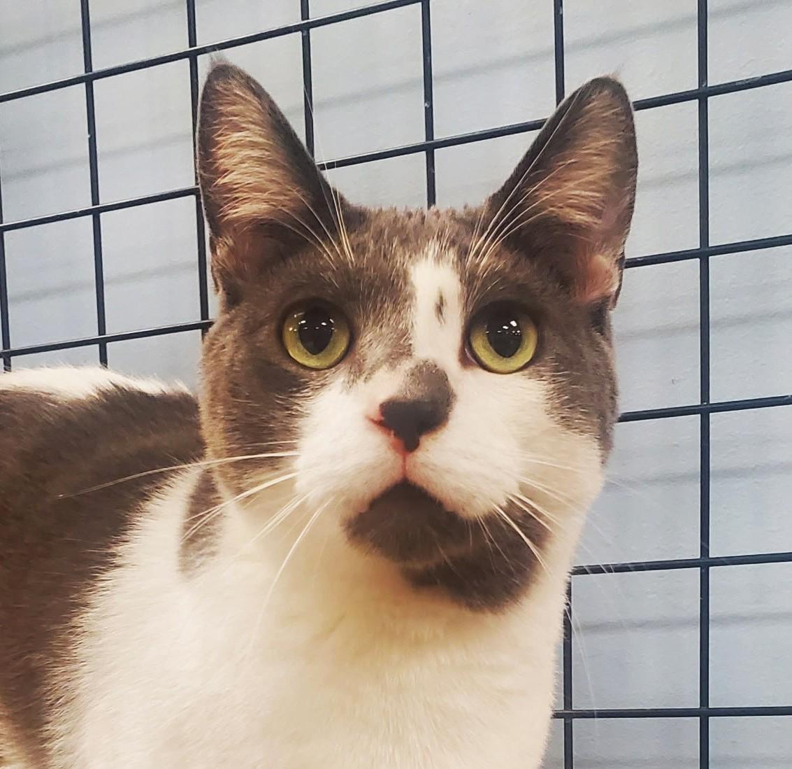 Tonic, an adopted mixed breed in Veradale, WA image 2/3