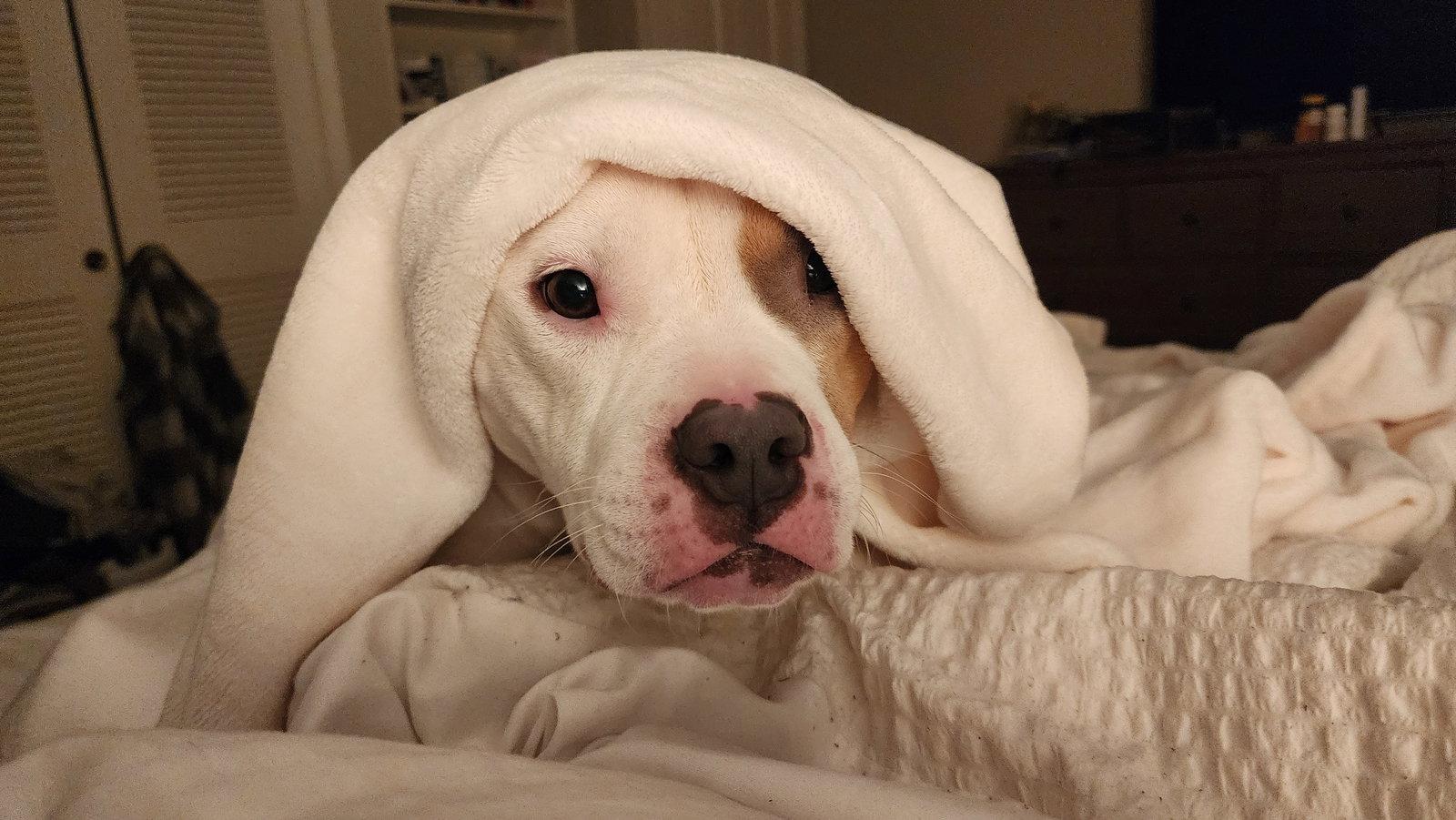 Zoe, Adoptable, Young Female Pit Bull Terrier.