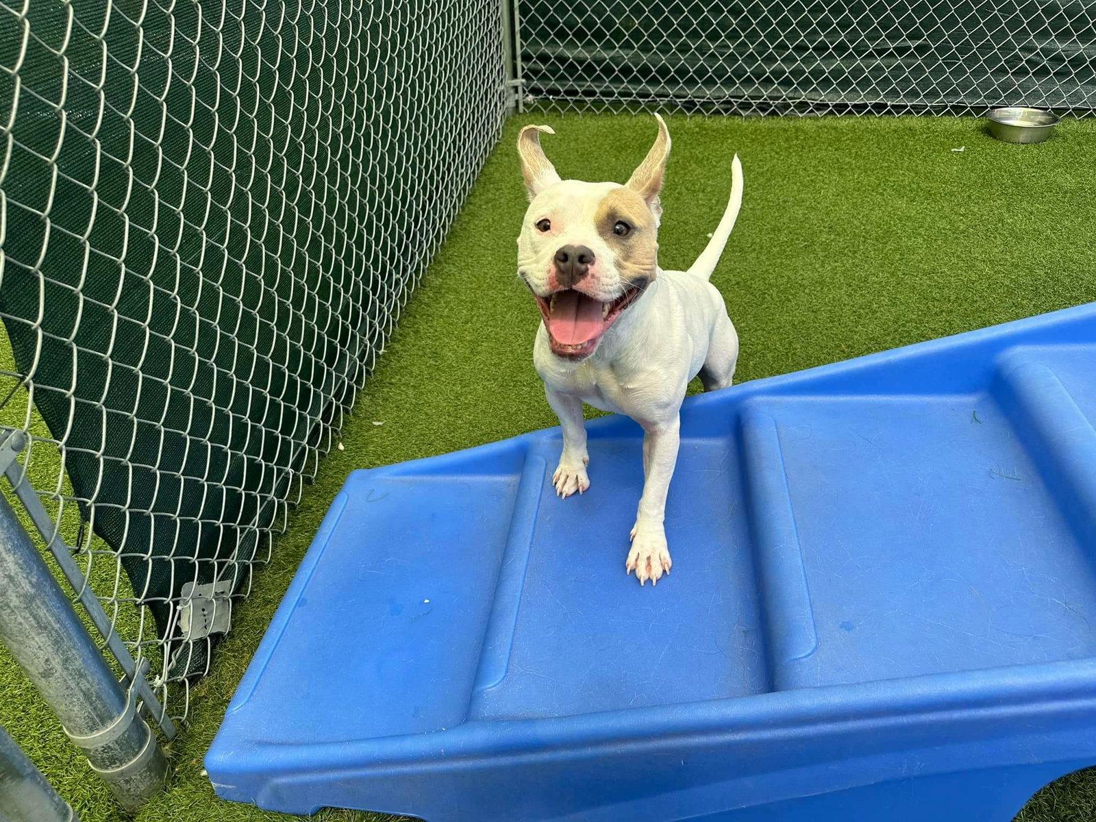 Enlarge Zoe, a Adoptable Pit Bull Terrier in Shillington, PA image 2/3