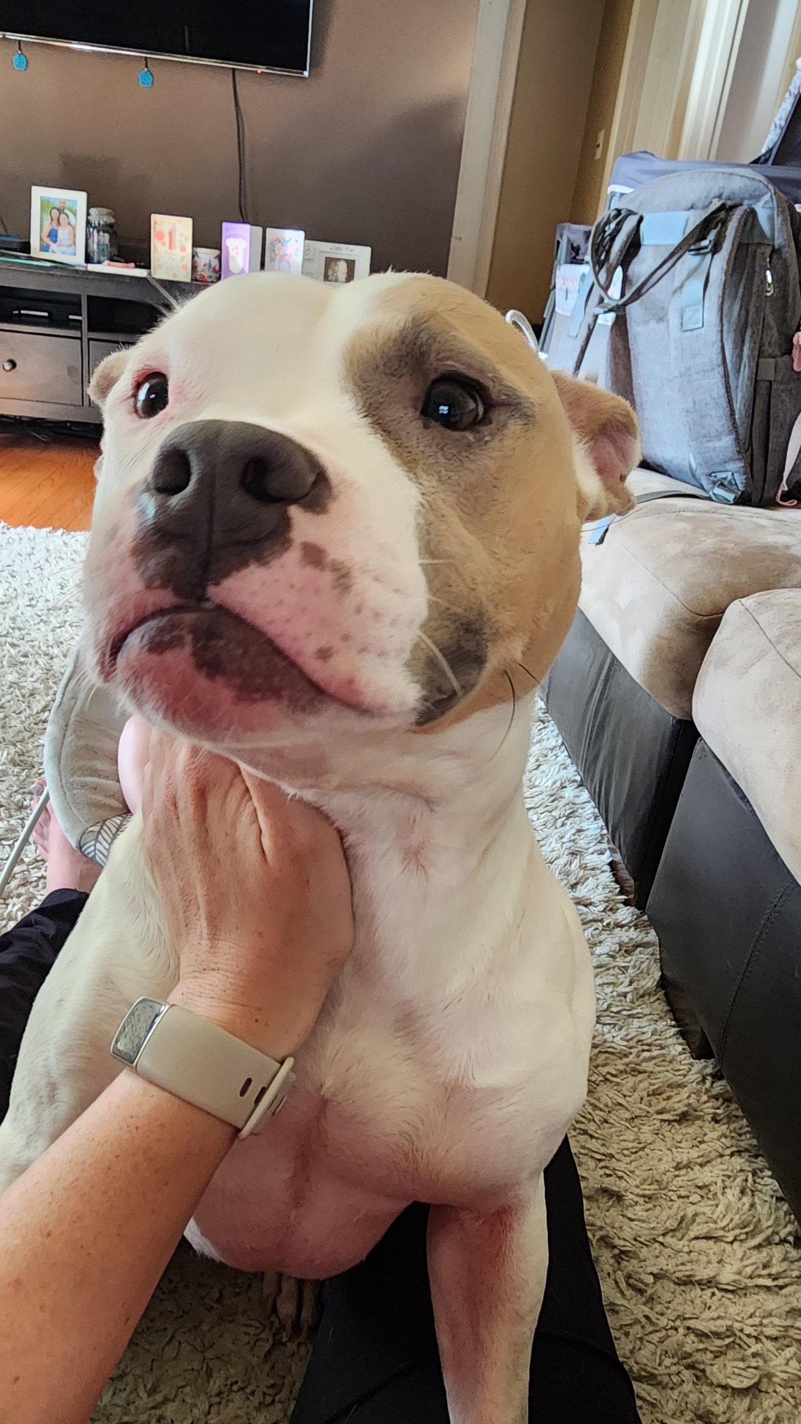 Enlarge Zoe, a Adoptable Pit Bull Terrier in Shillington, PA image 3/3