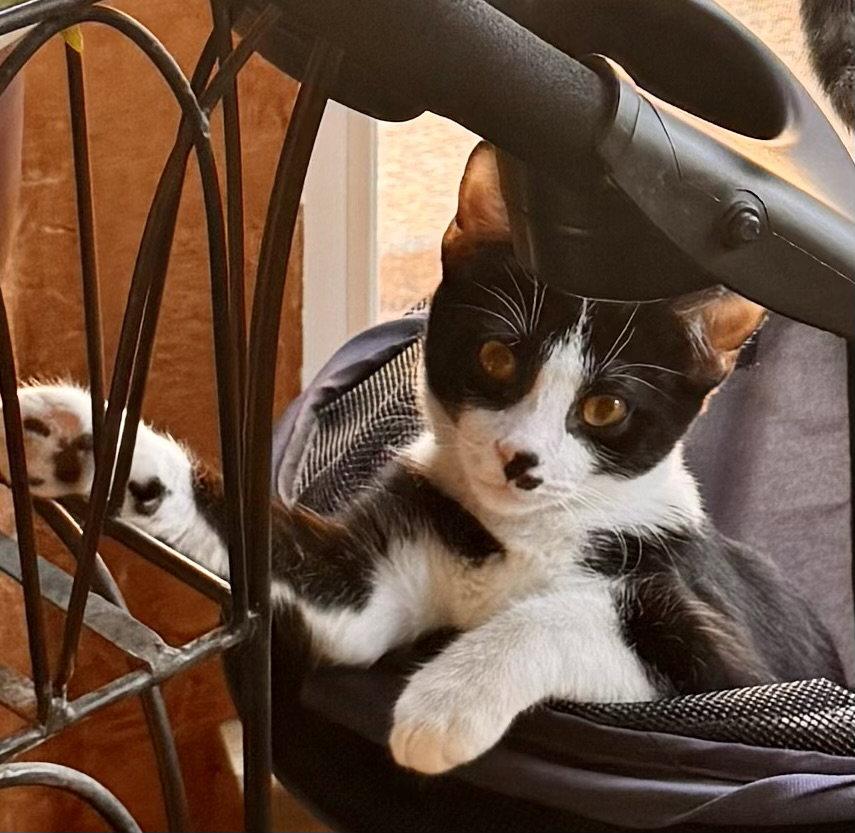 Windy, Adoptable, Kitten Male Domestic Short Hair.