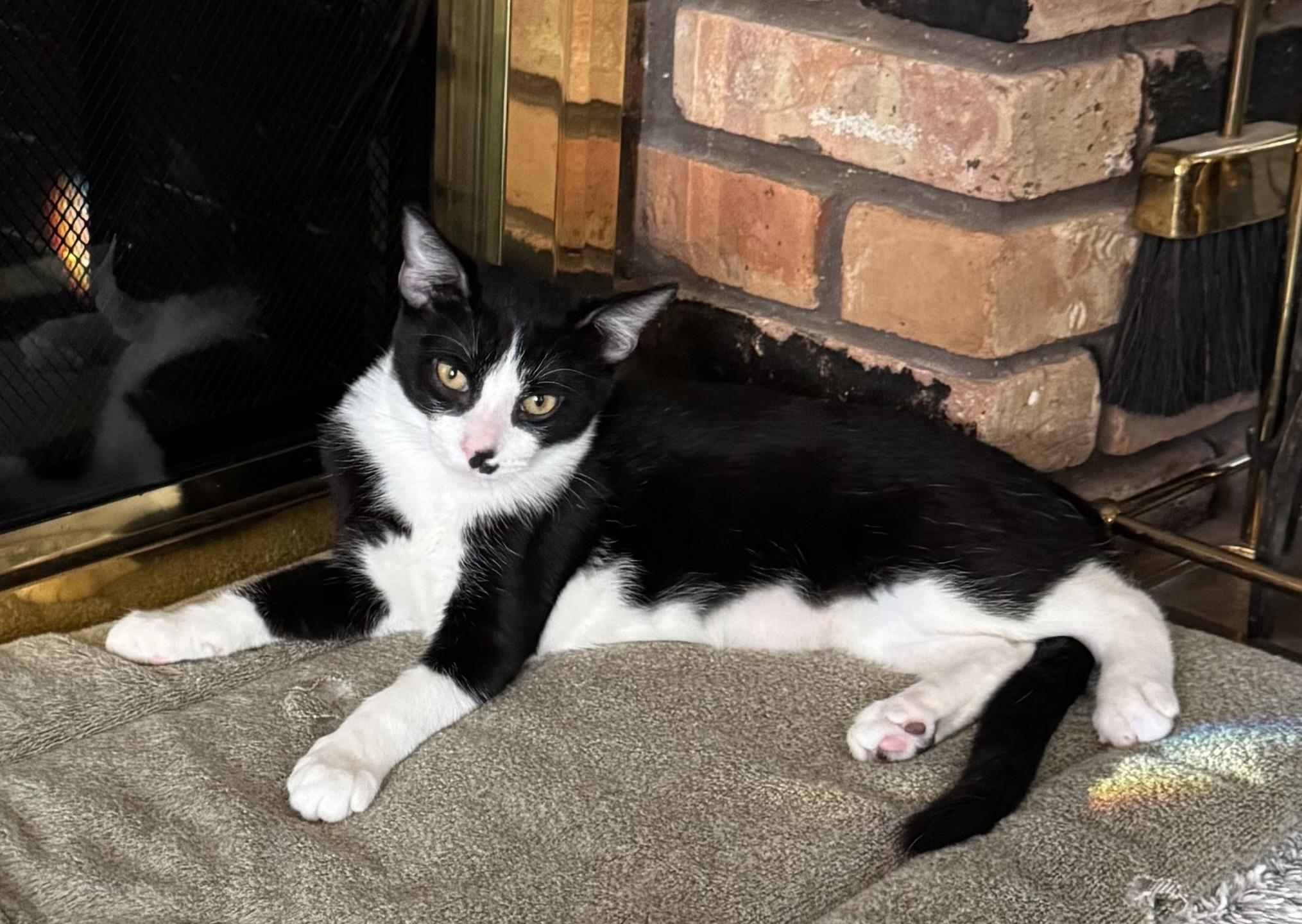 Enlarge Windy, a Adoptable Domestic Short Hair in Arlington, TX image 3/3