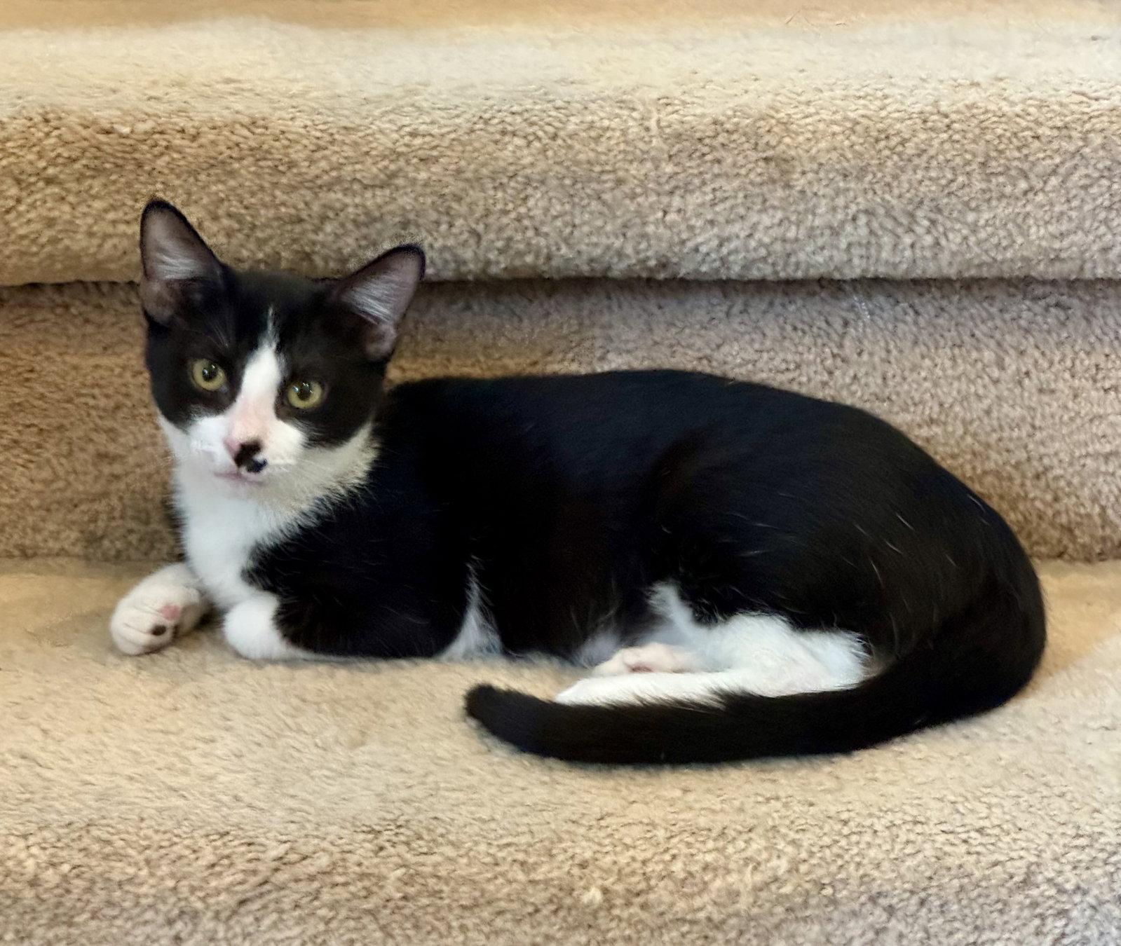 Enlarge Windy, a Adoptable Domestic Short Hair in Arlington, TX image 2/3