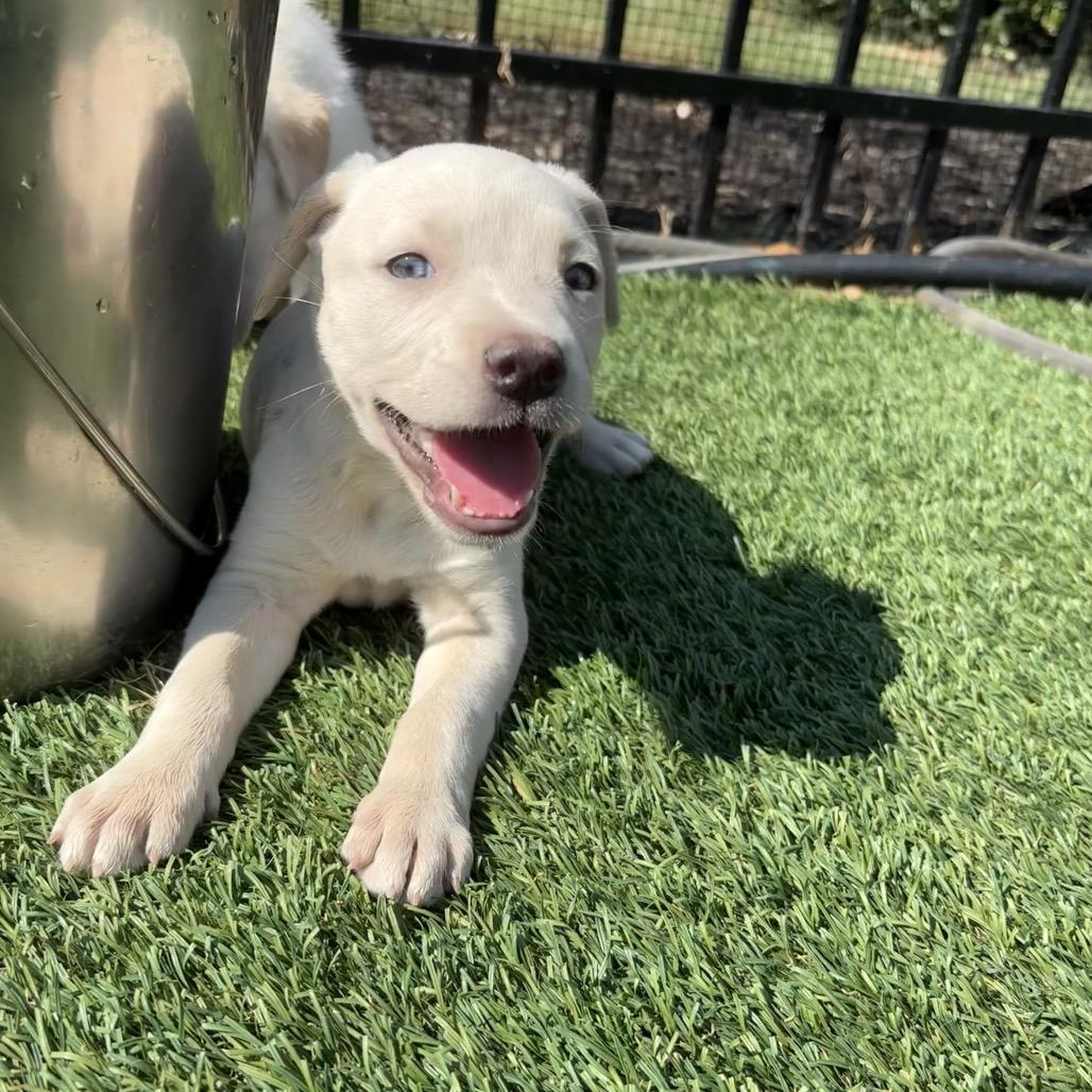 River, Adoptable, Puppy Female Labrador Retriever & Golden Retriever.