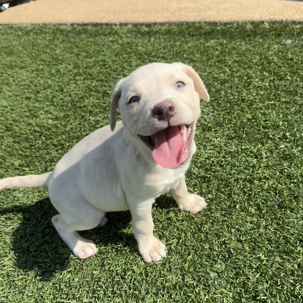 Enlarge River, a Adoptable mixed breed in Cordova, TN image 2/5