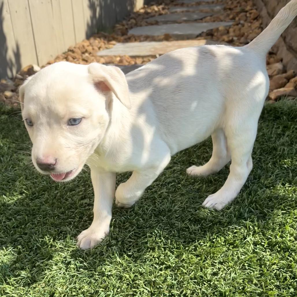 Enlarge River, a Adoptable mixed breed in Cordova, TN image 4/5
