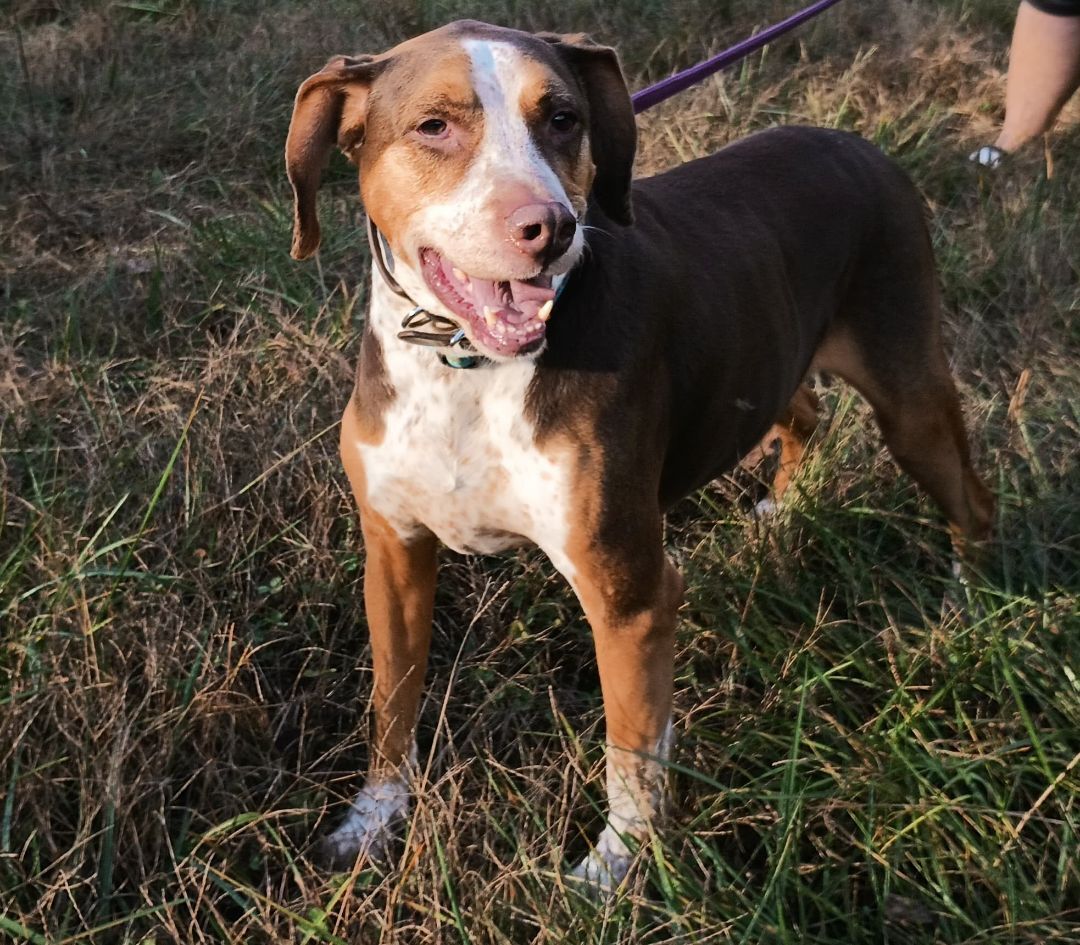 Enlarge Charlie, a Adoptable mixed breed in Winston-Salem, NC image 1/13