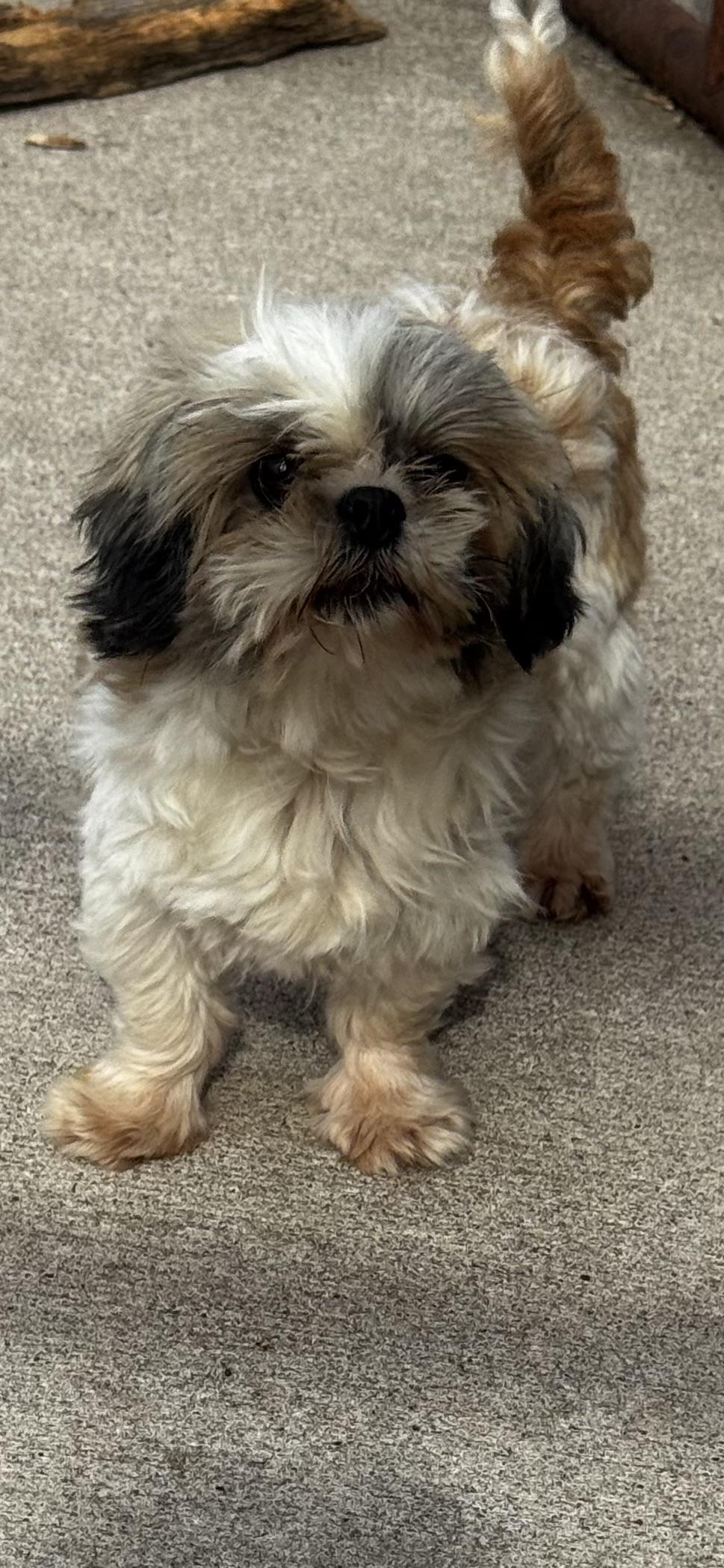 Enlarge April, a ADOPTABLE Shih Tzu in Chesterfield, MO image 2/2