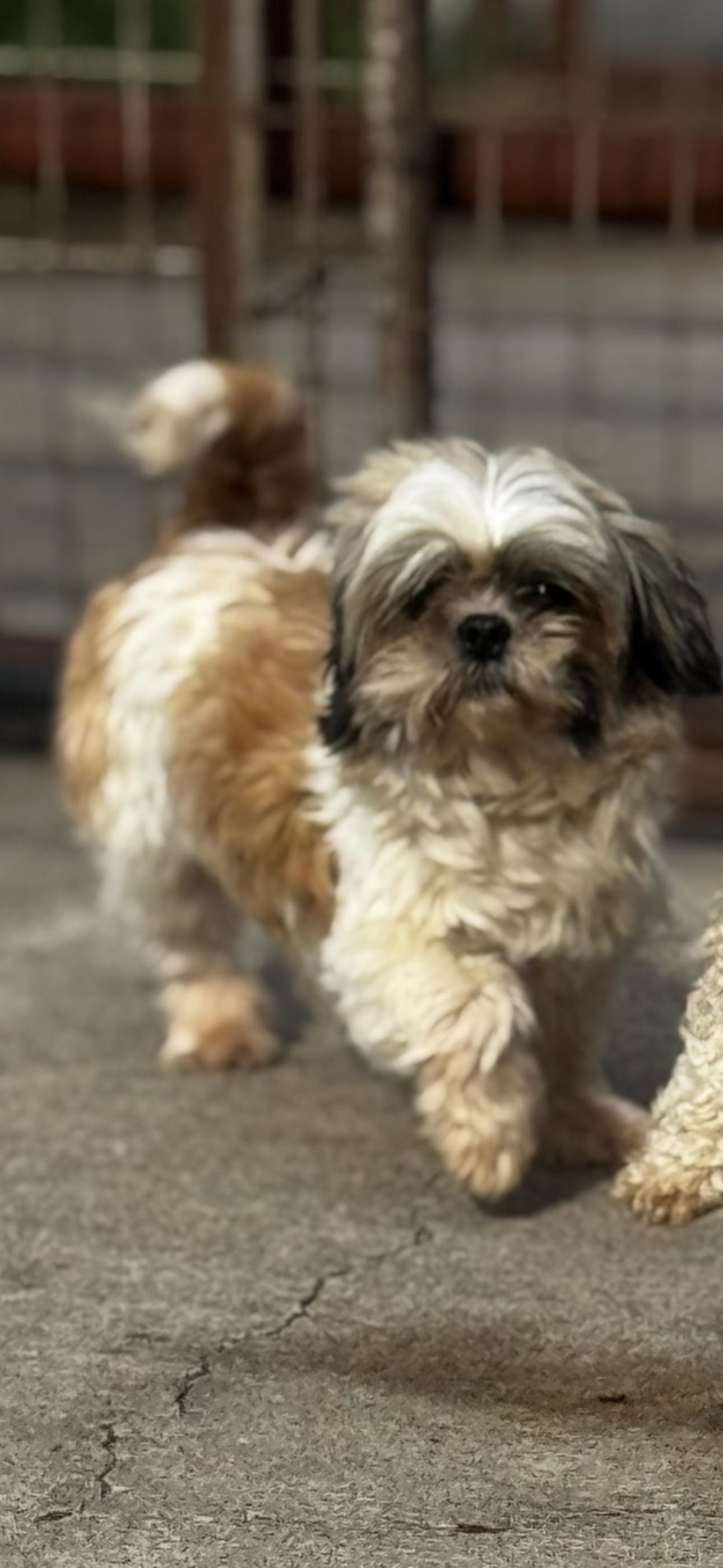 April, ADOPTABLE, Adult Female Shih Tzu.