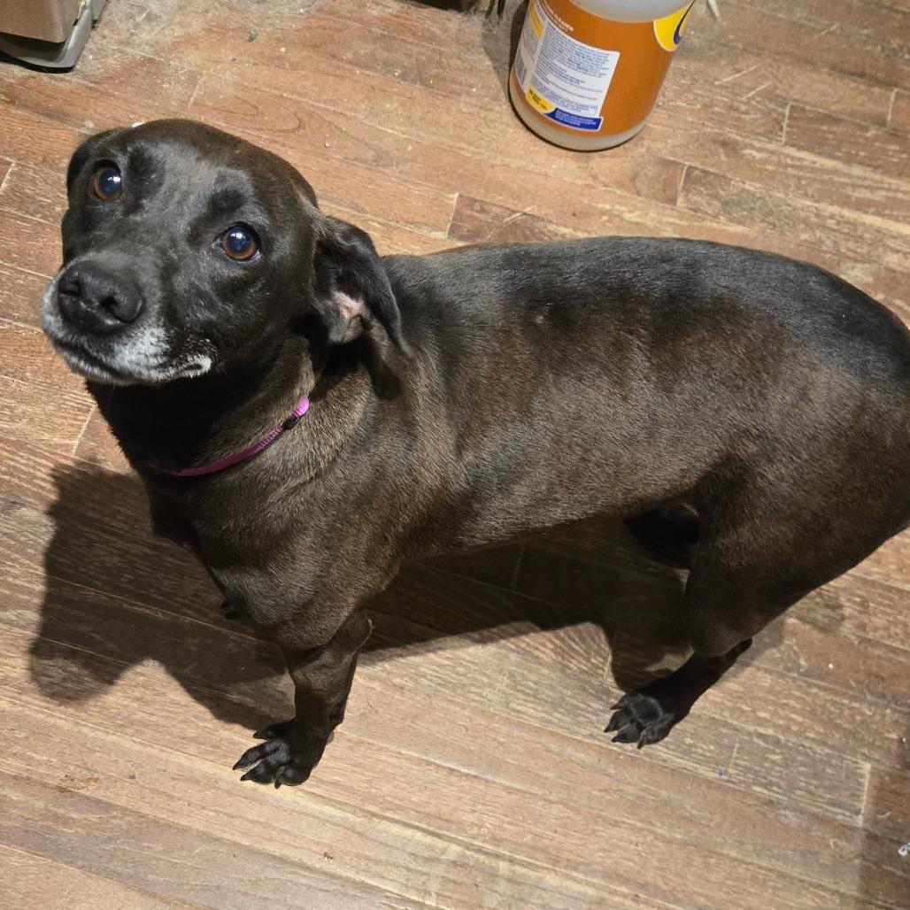 Raign, Adoptable, Adult Female Feist & Rat Terrier.