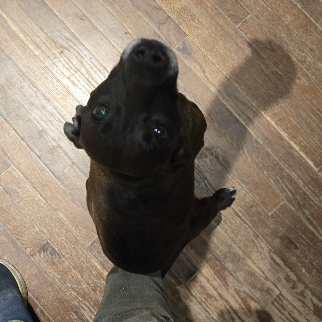 Raign, a Adoptable mixed breed in Southington, OH image 2/2