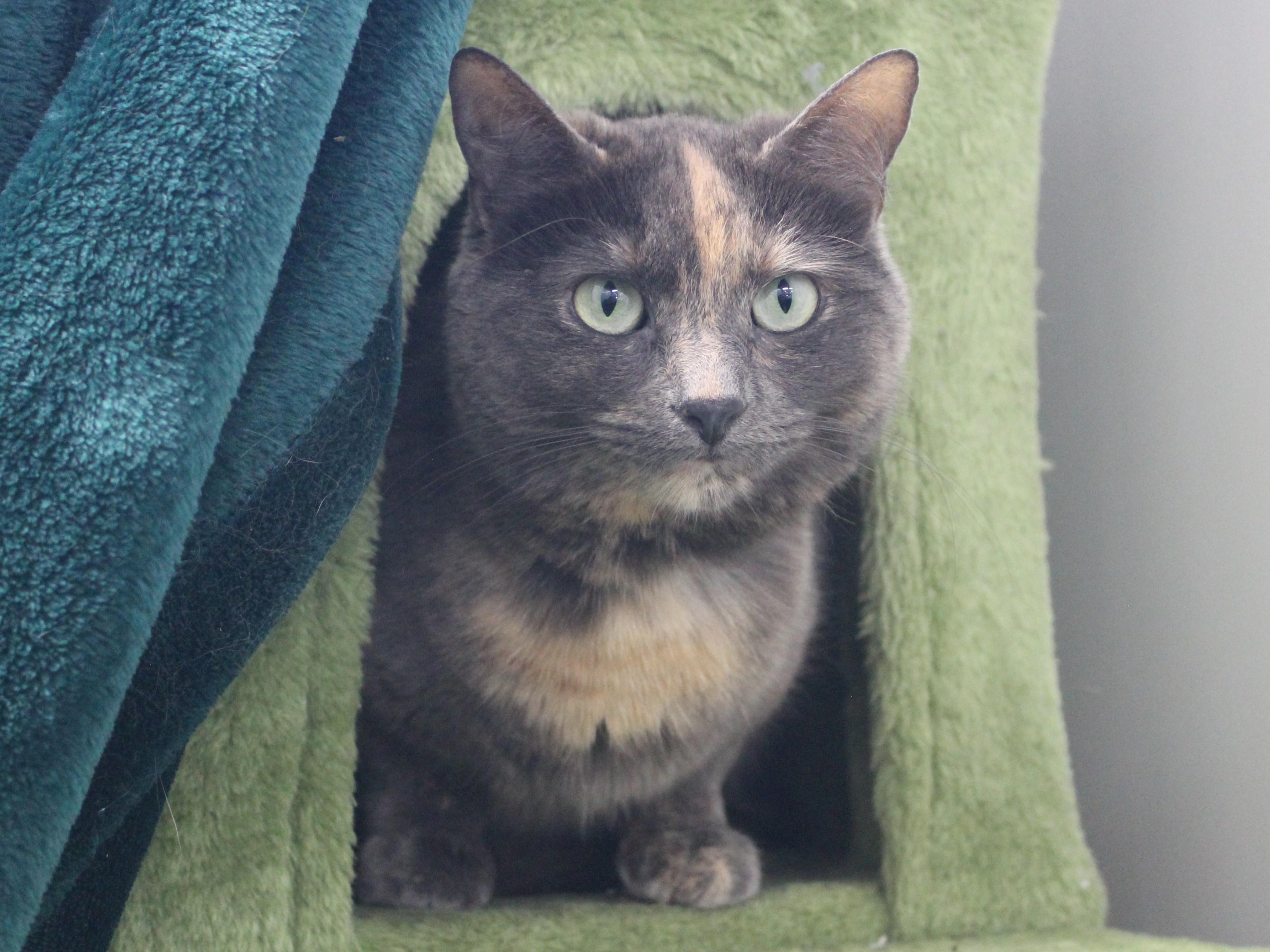 Enlarge Macie, a ADOPTABLE Dilute Tortoiseshell in Missoula, MT image 1/1