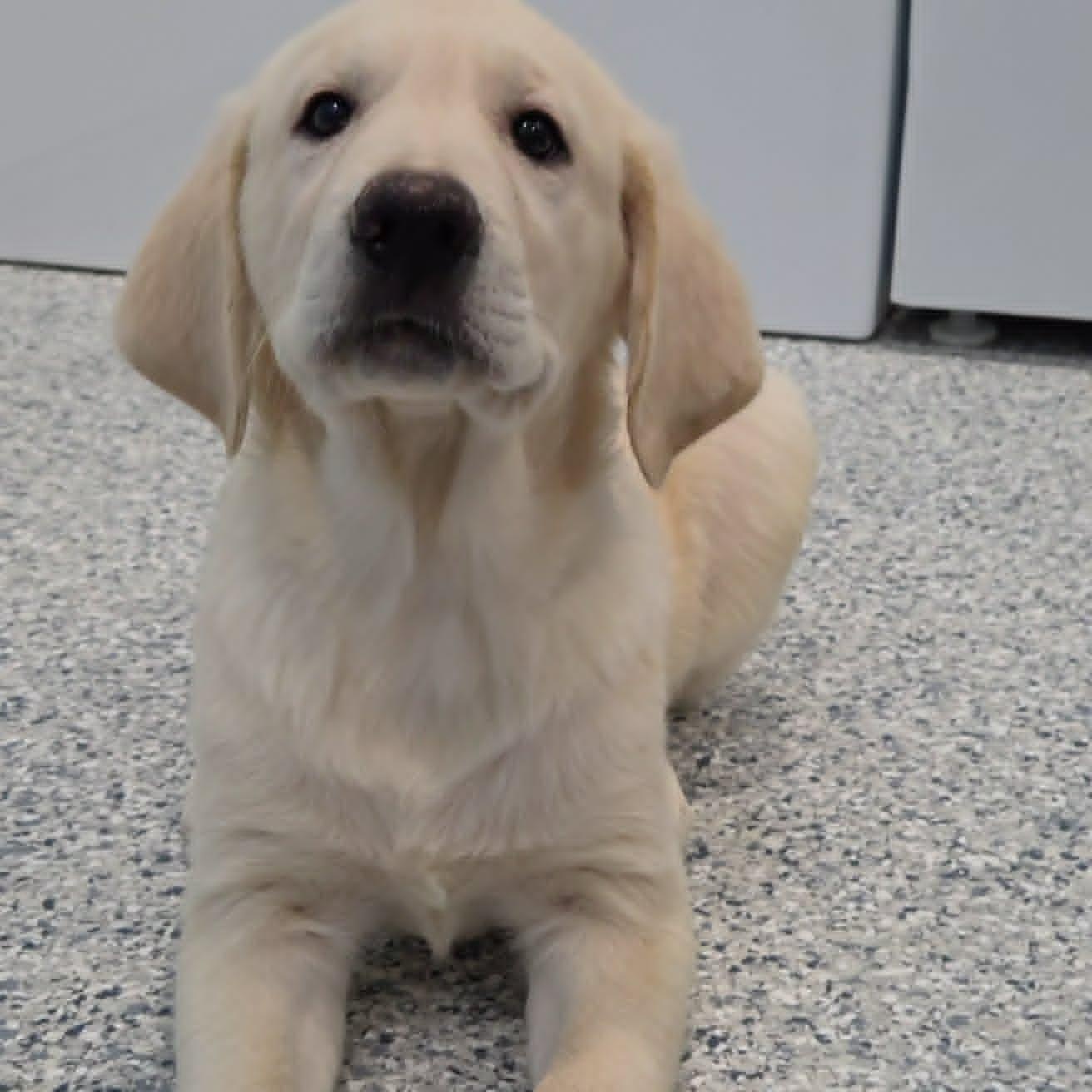 Cheese Curd, Adopted, Puppy Male Golden Retriever & Great Pyrenees.
