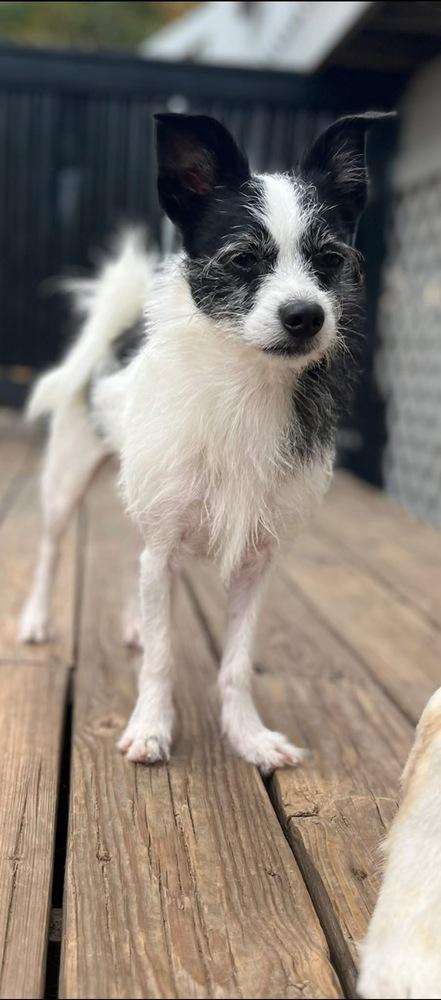 Poe, Adoptable, Adult Male Terrier & Chihuahua.