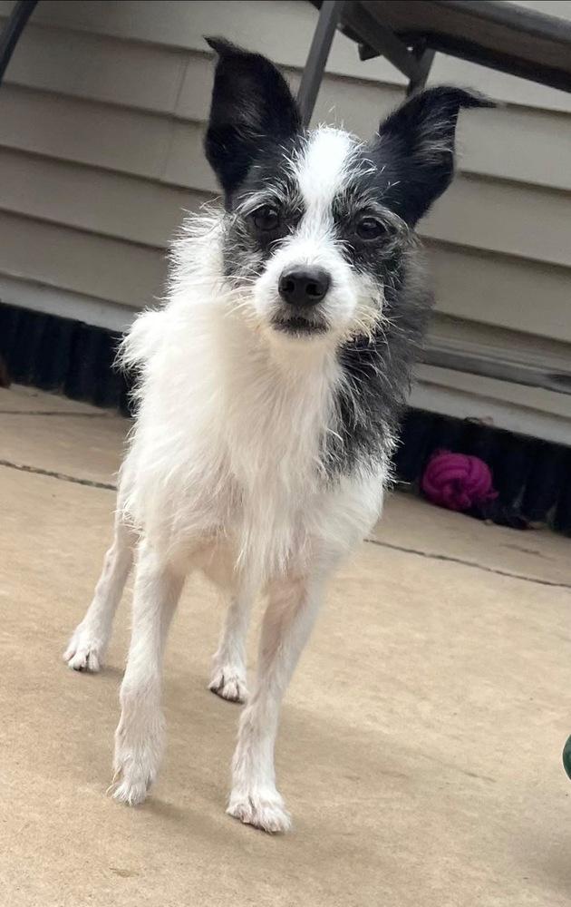 Poe, a Adoptable mixed breed in Scranton, PA image 2/2