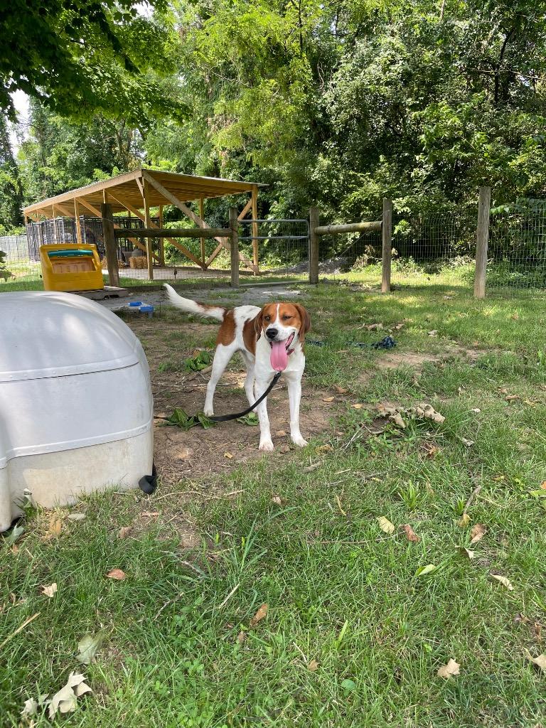 Nelson, a ADOPTABLE mixed breed in Maysville, KY image 2/3