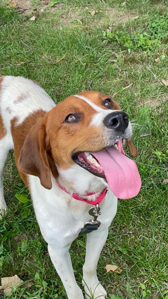 Nelson, a ADOPTABLE mixed breed in Maysville, KY image 1/3
