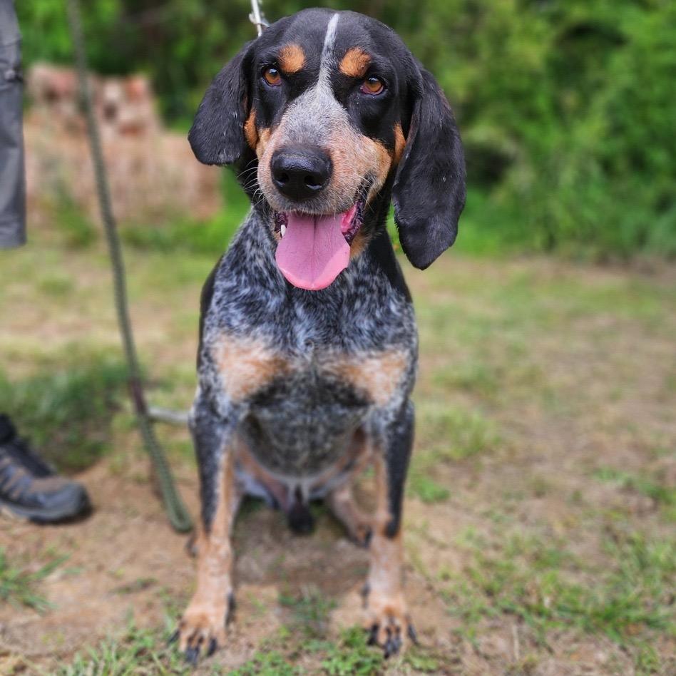 Rocky, Adoptable, Adult Male Bluetick Coonhound.