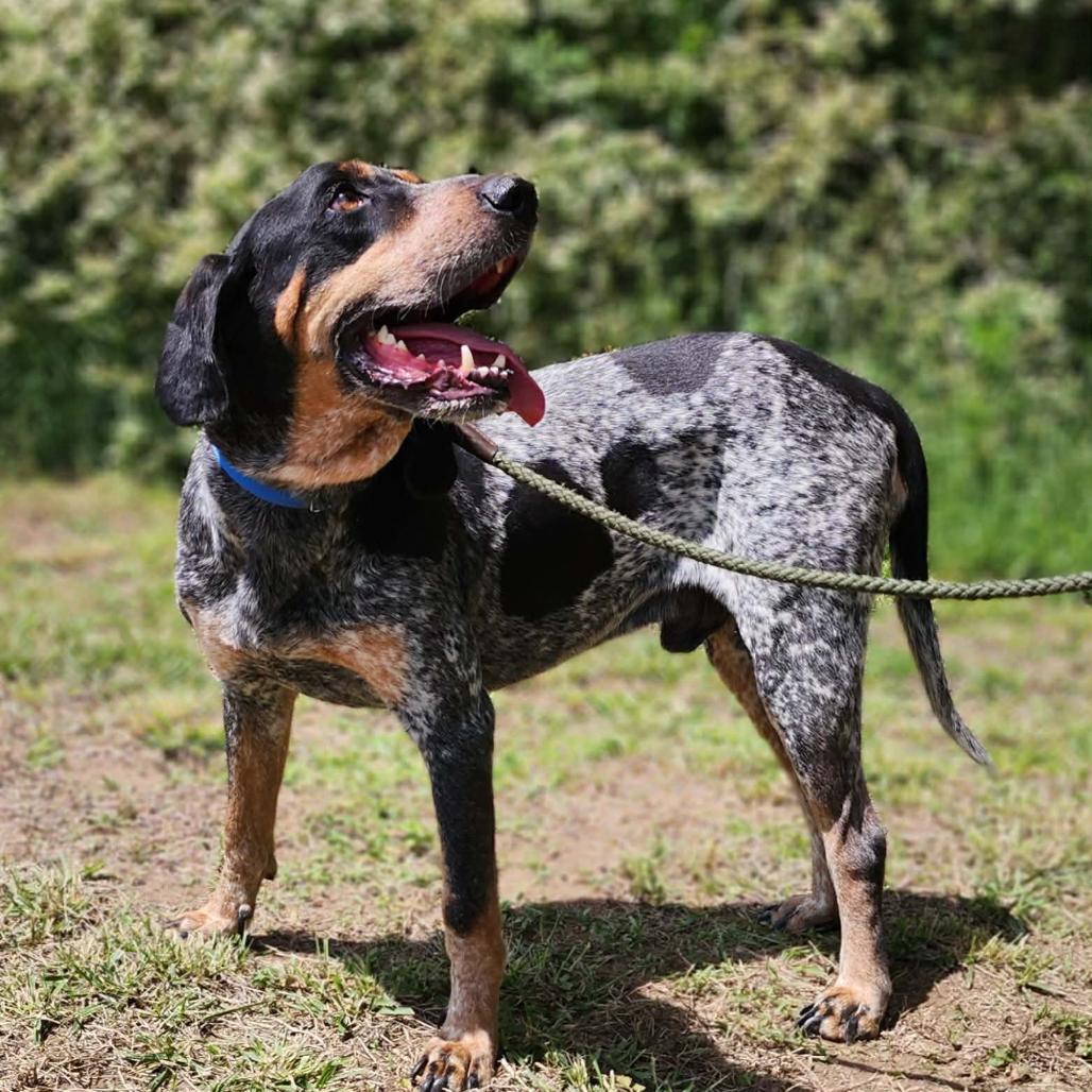 Enlarge Rocky, a Adoptable Bluetick Coonhound in Centerville, TN image 2/6
