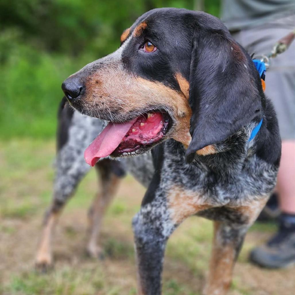 Enlarge Rocky, a Adoptable Bluetick Coonhound in Centerville, TN image 3/6