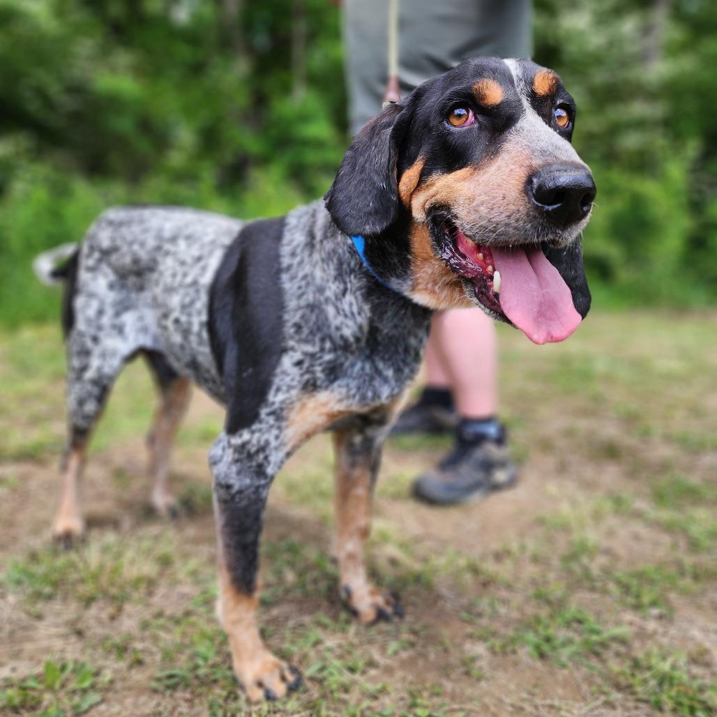 Enlarge Rocky, a Adoptable Bluetick Coonhound in Centerville, TN image 4/6