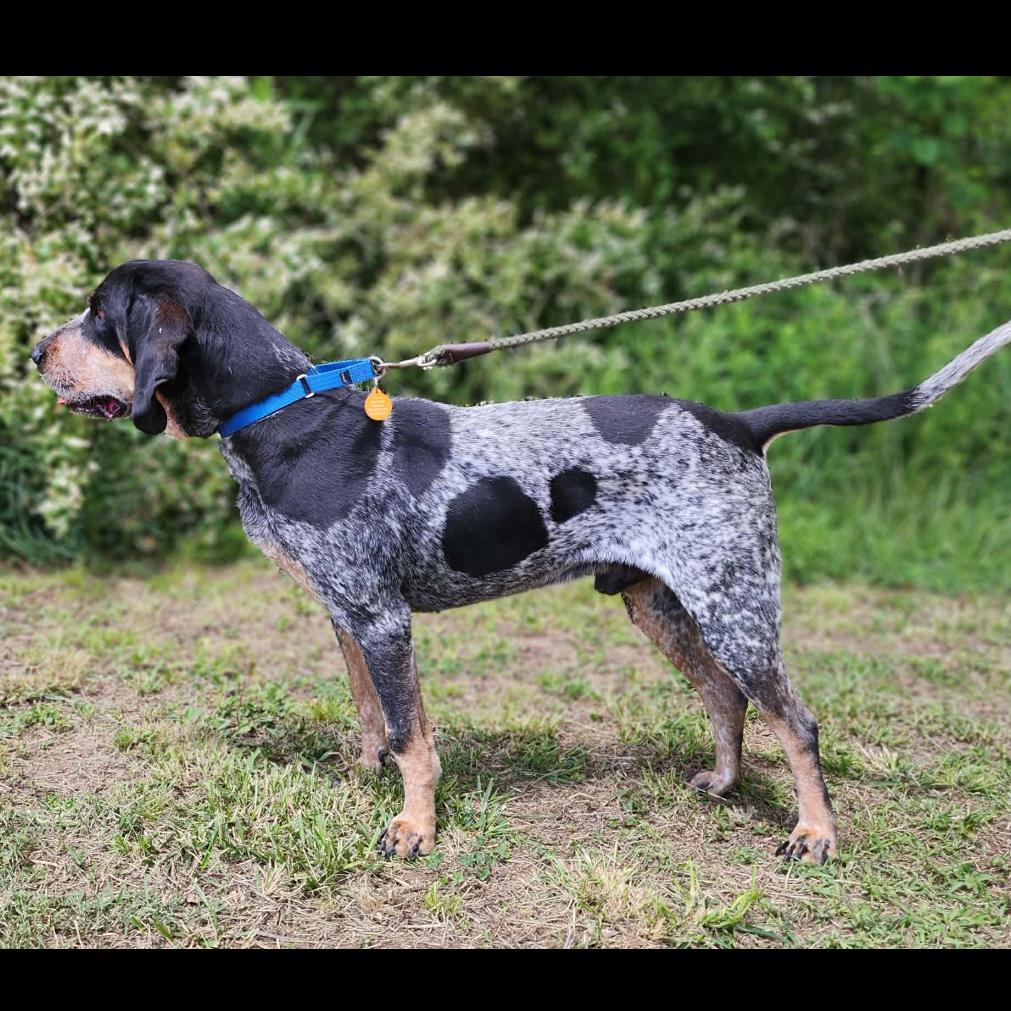 Enlarge Rocky, a Adoptable Bluetick Coonhound in Centerville, TN image 5/6
