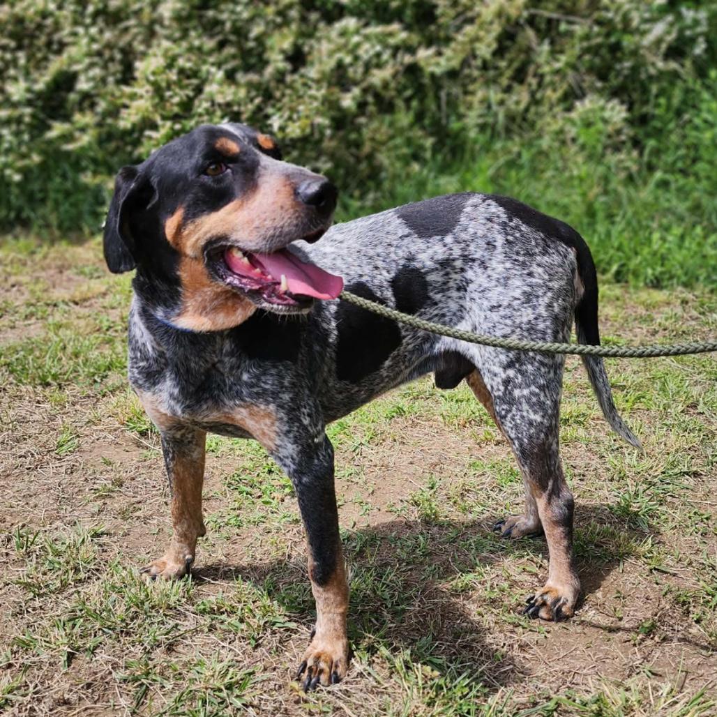 Enlarge Rocky, a Adoptable Bluetick Coonhound in Centerville, TN image 6/6