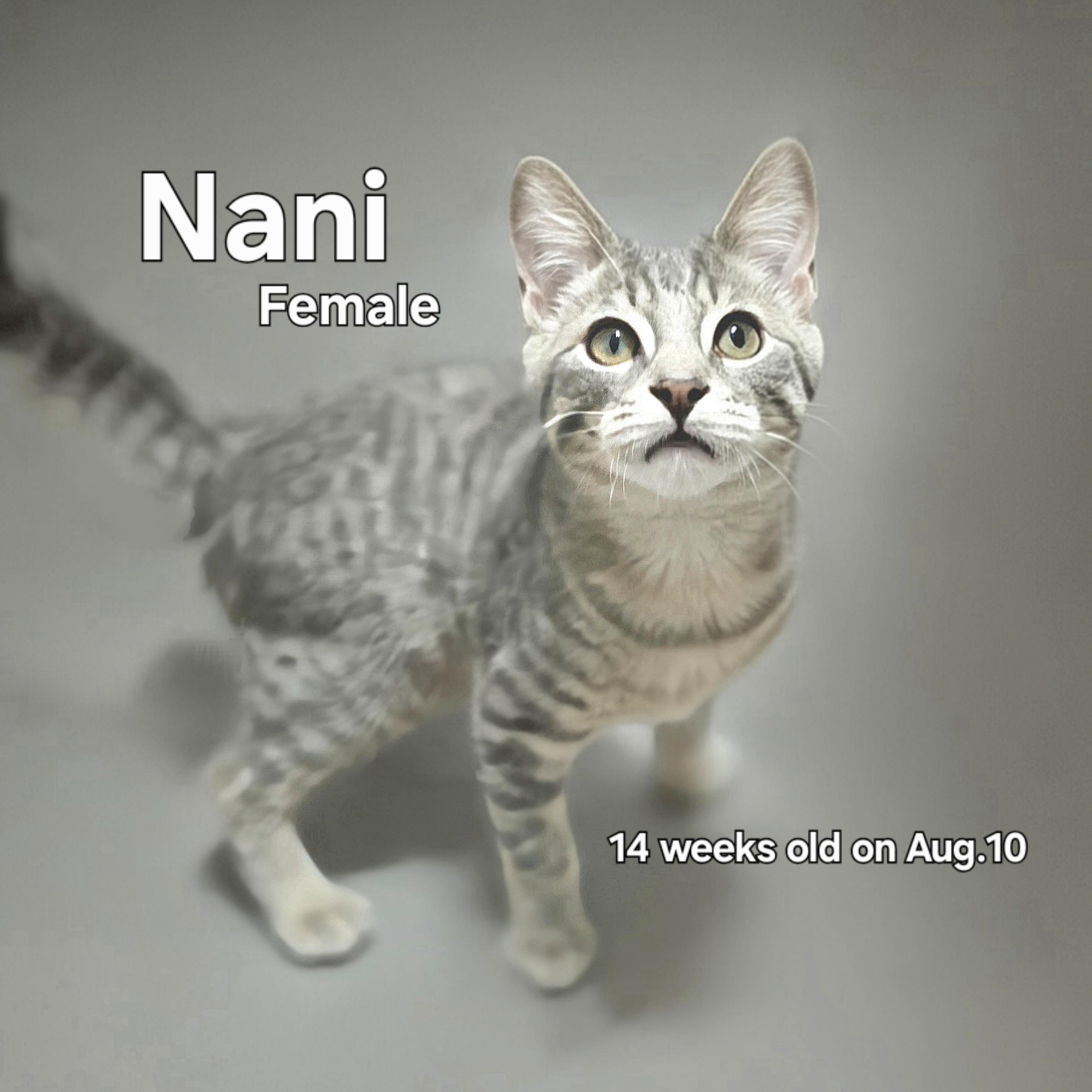 Nani, an adoptable Silver, Tabby in Quincy, OH, 43343 | Photo Image 1