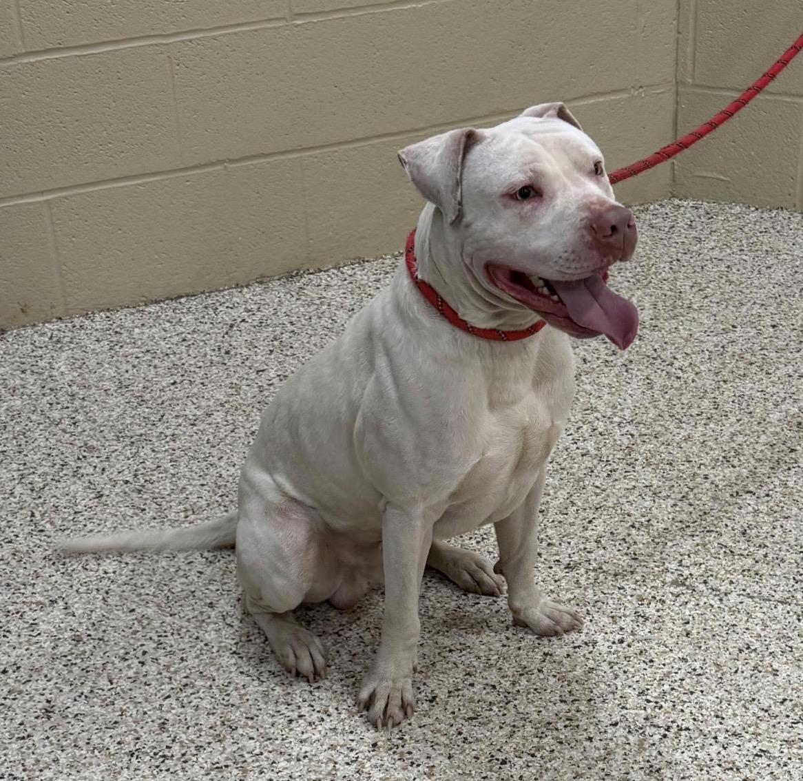 Enlarge Baldur, a ADOPTABLE mixed breed in Youngstown, OH image 5/5