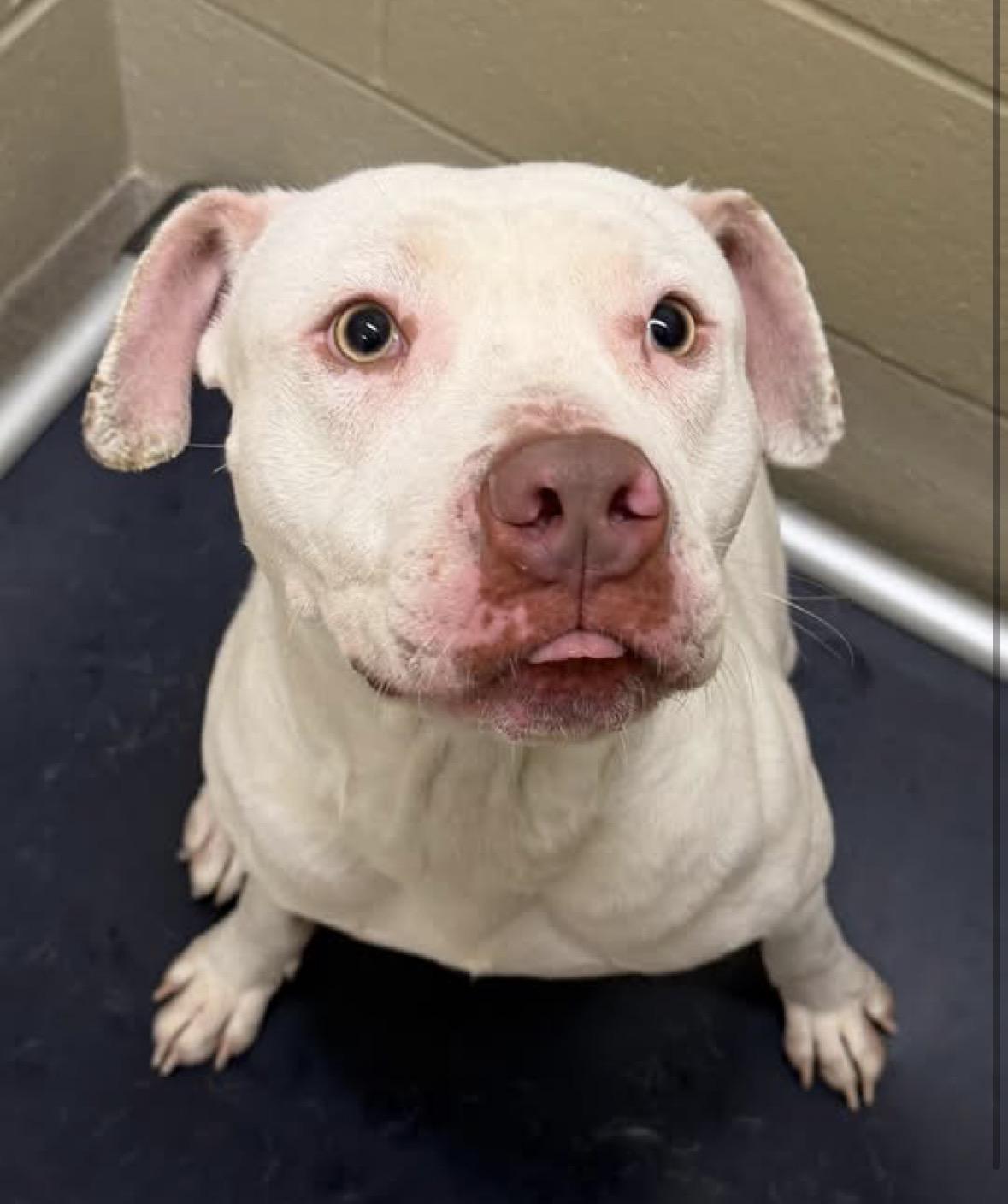 Enlarge Baldur, a ADOPTABLE mixed breed in Youngstown, OH image 4/5