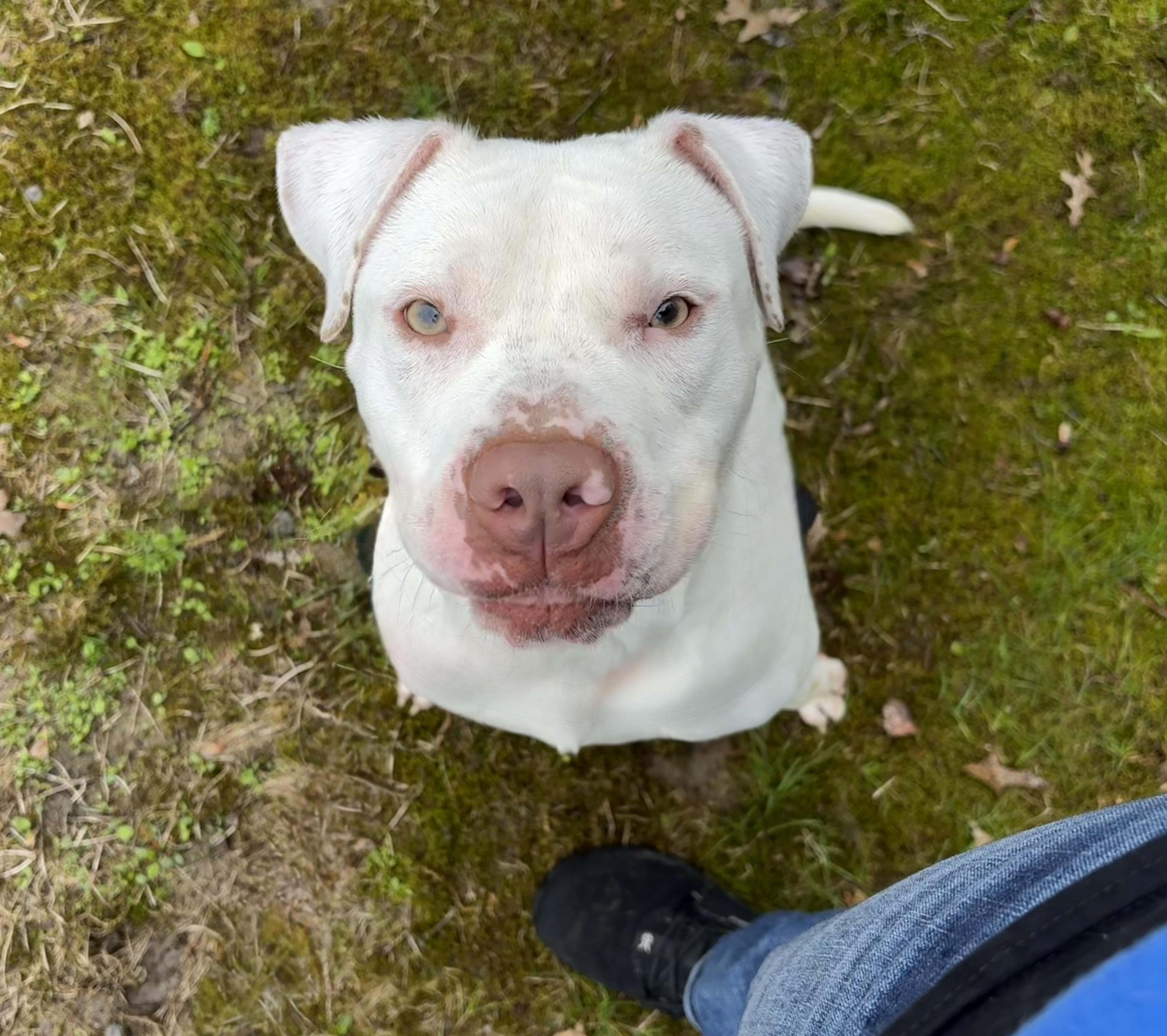Enlarge Baldur, a ADOPTABLE mixed breed in Youngstown, OH image 1/5