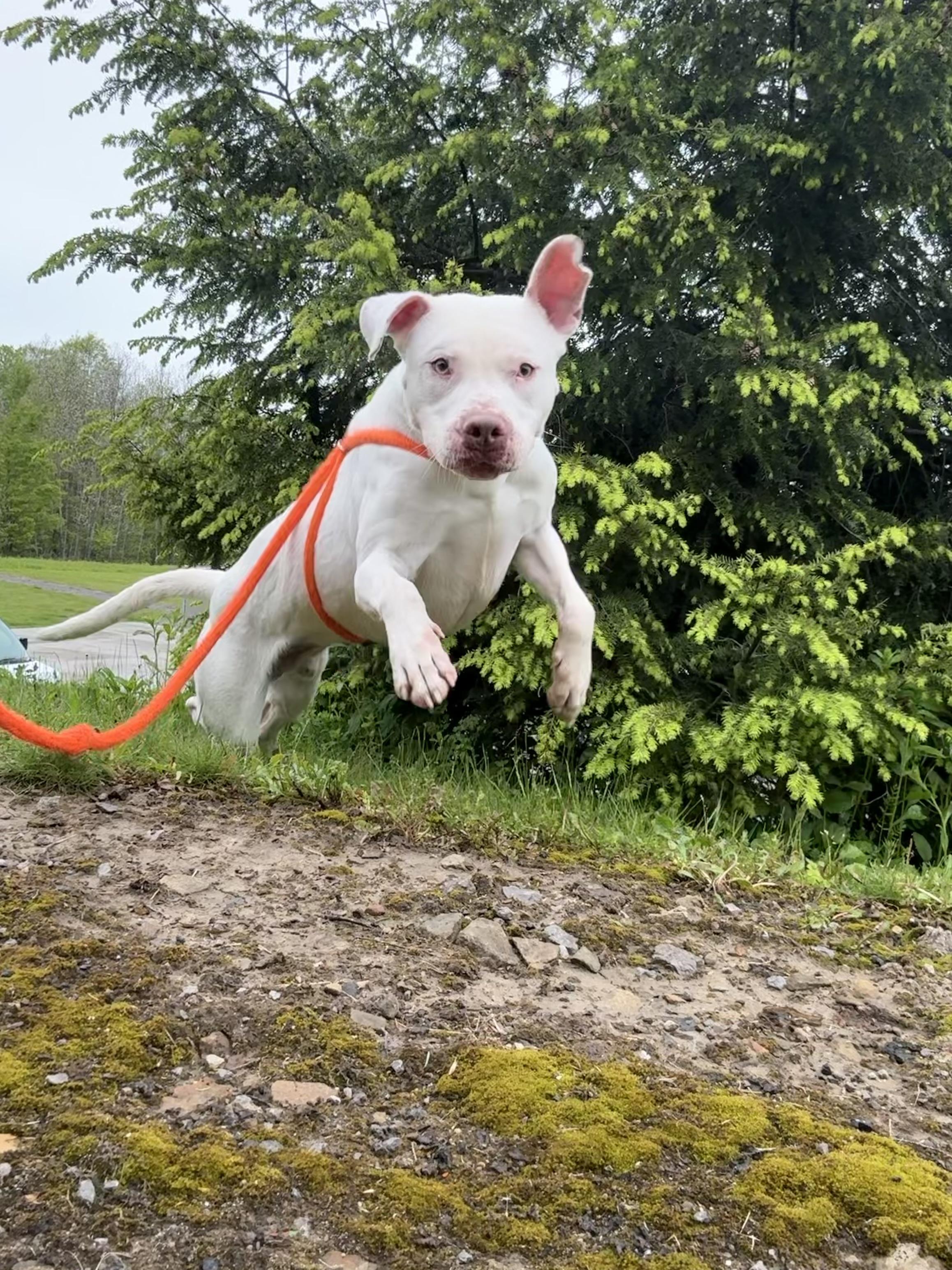 Enlarge Baldur, a ADOPTABLE mixed breed in Youngstown, OH image 2/5