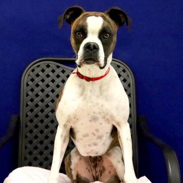 Enlarge Ladybug, a Adoptable mixed breed in Fort Davis, TX image 1/1