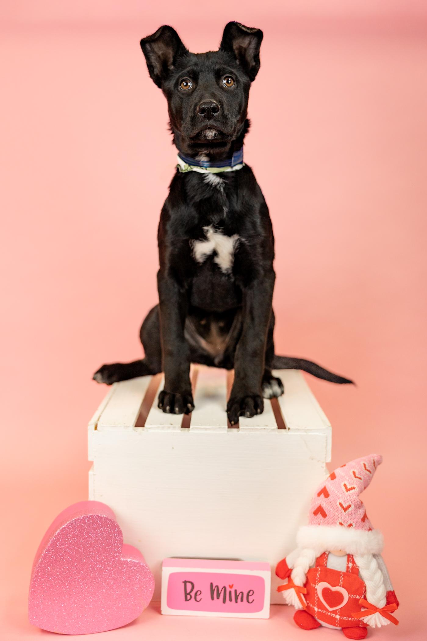 97-26, ADOPTABLE, Young Female Shepherd.