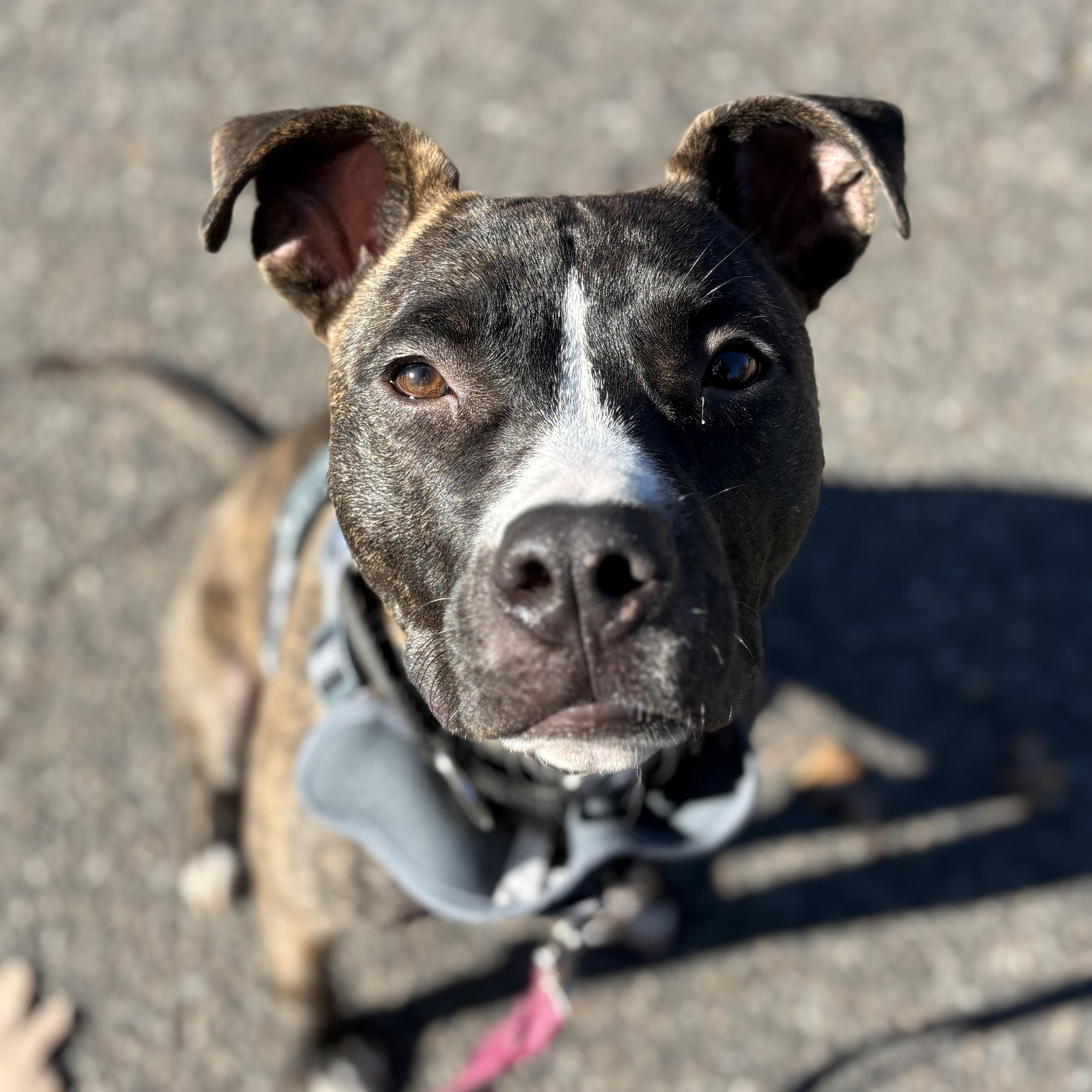Luna, Adoptable, Young Female Pit Bull Terrier & Boxer.