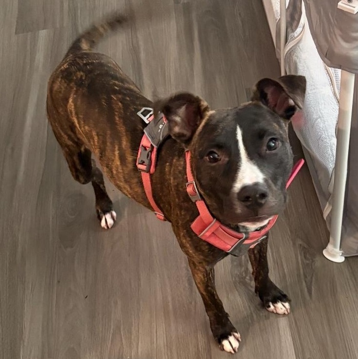 Luna, a Adoptable mixed breed in Copiague, NY image 4/6