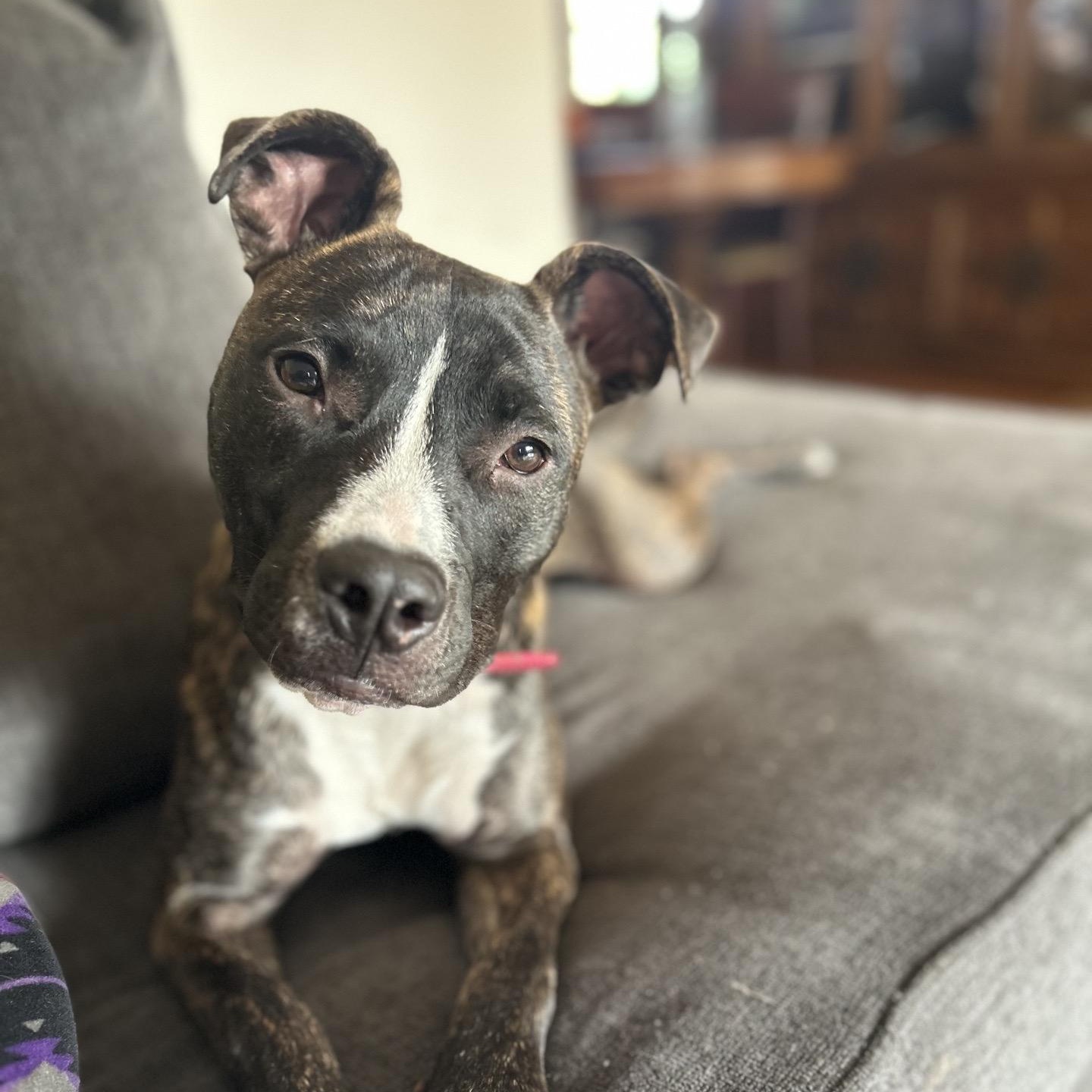 Luna, a Adoptable mixed breed in Copiague, NY image 2/6