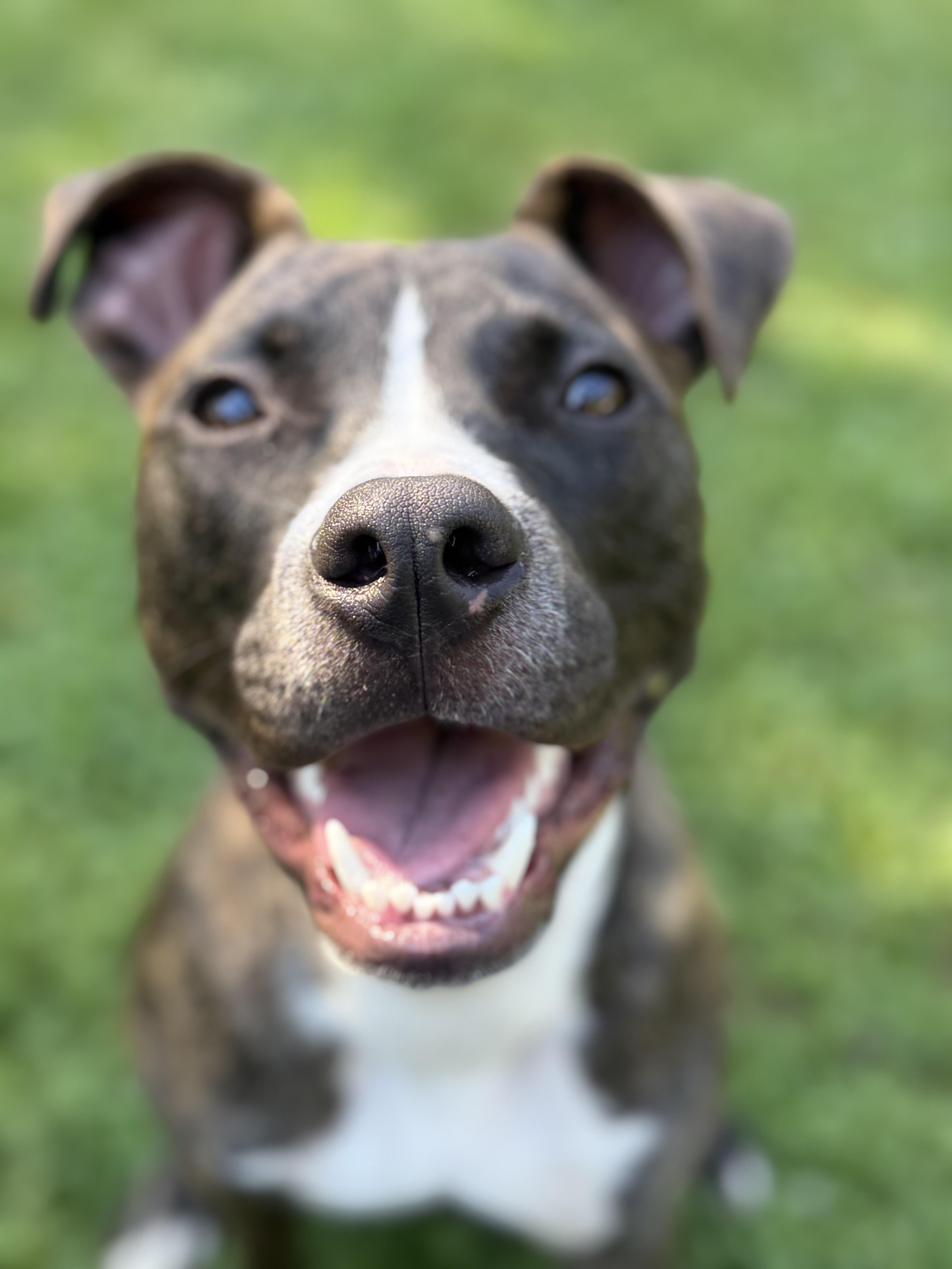 Luna, a Adoptable mixed breed in Copiague, NY image 5/6