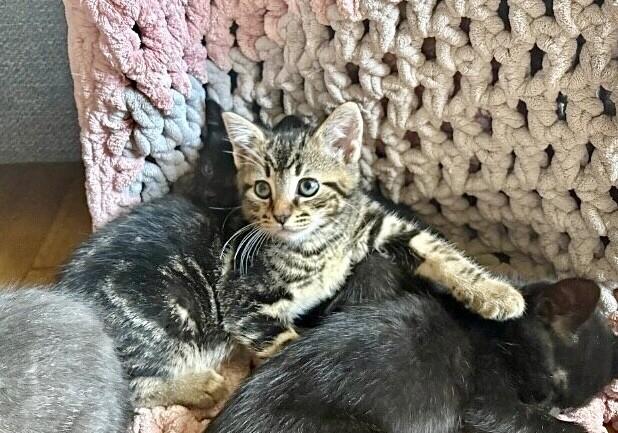 Zero, Adoptable, Young Male Domestic Short Hair.