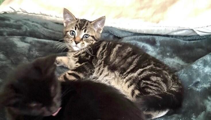 Enlarge Zero, a Adoptable Domestic Short Hair in North Babylon, NY image 2/4