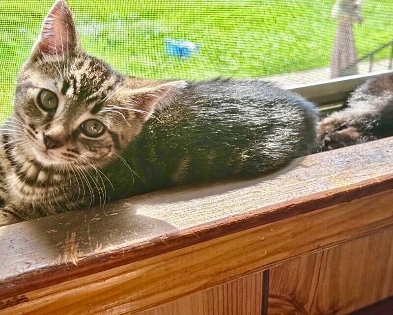 Enlarge Zero, a Adoptable Domestic Short Hair in North Babylon, NY image 3/4