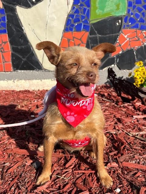 Enlarge MARIGOLD, a ADOPTABLE mixed breed in Miami, FL image 1/1