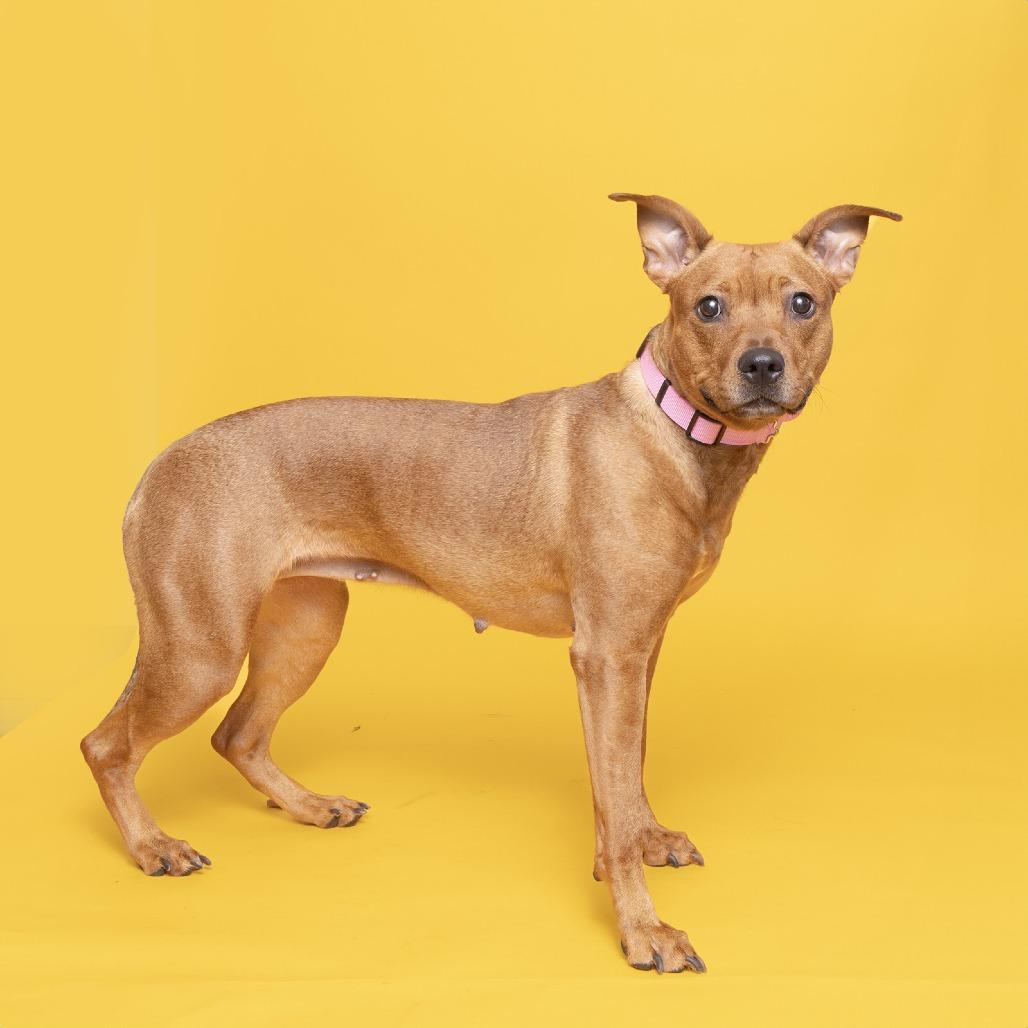Enlarge Koby, a Adoptable Mixed Breed in Franklin, TN image 1/2