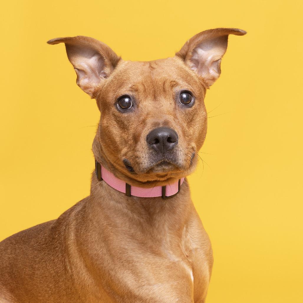Enlarge Koby, a Adoptable Mixed Breed in Franklin, TN image 2/2