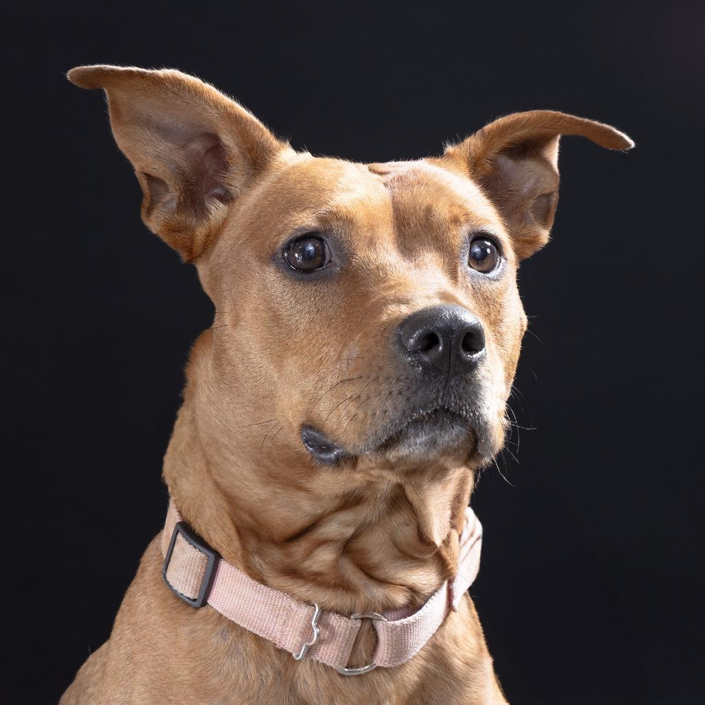 Enlarge Koby, a Adoptable Mixed Breed in Franklin, TN image 3/3