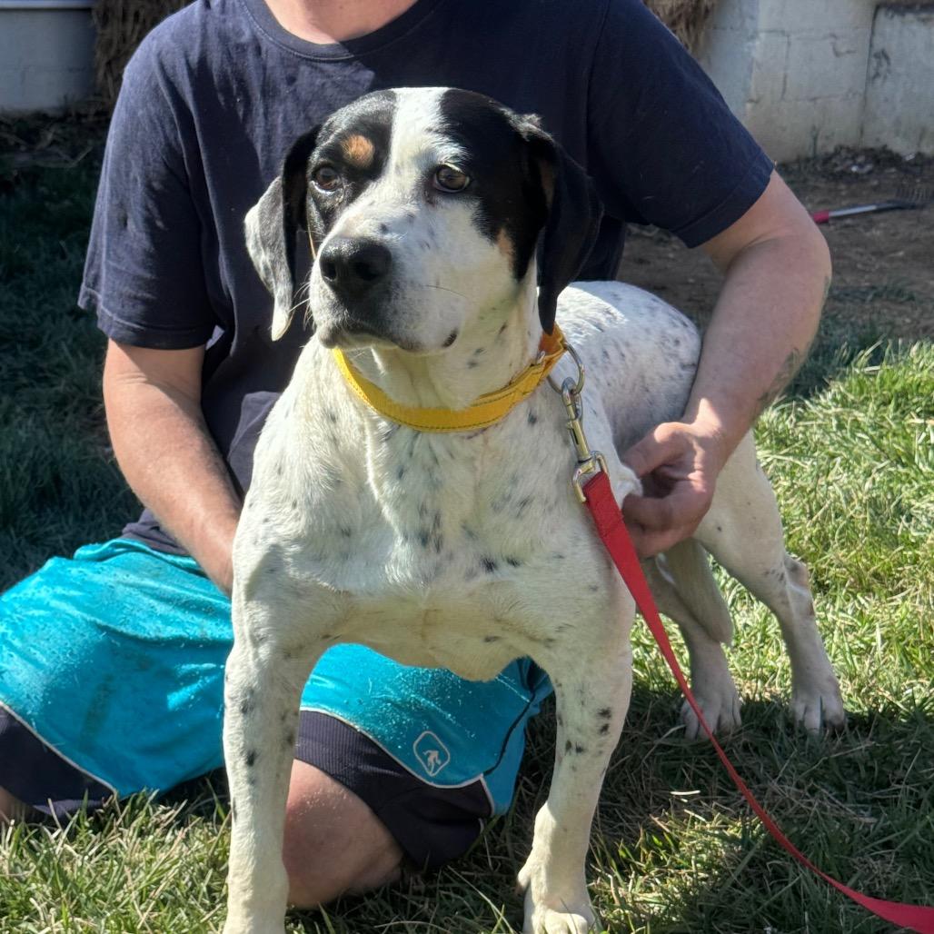 Enlarge Scout, a Adoptable Mixed Breed in Inwood, WV image 1/6