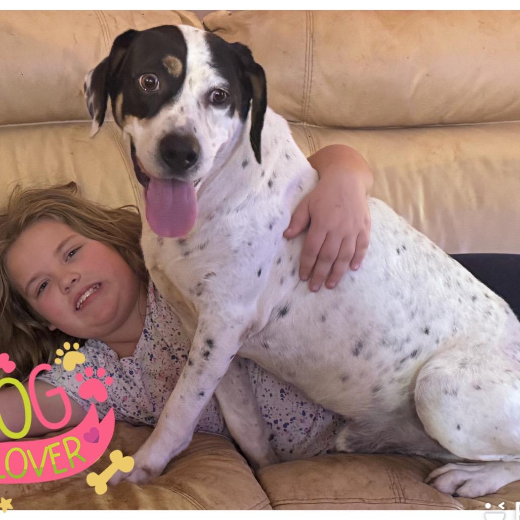 Scout, Adoptable, Adult Male Mixed Breed.