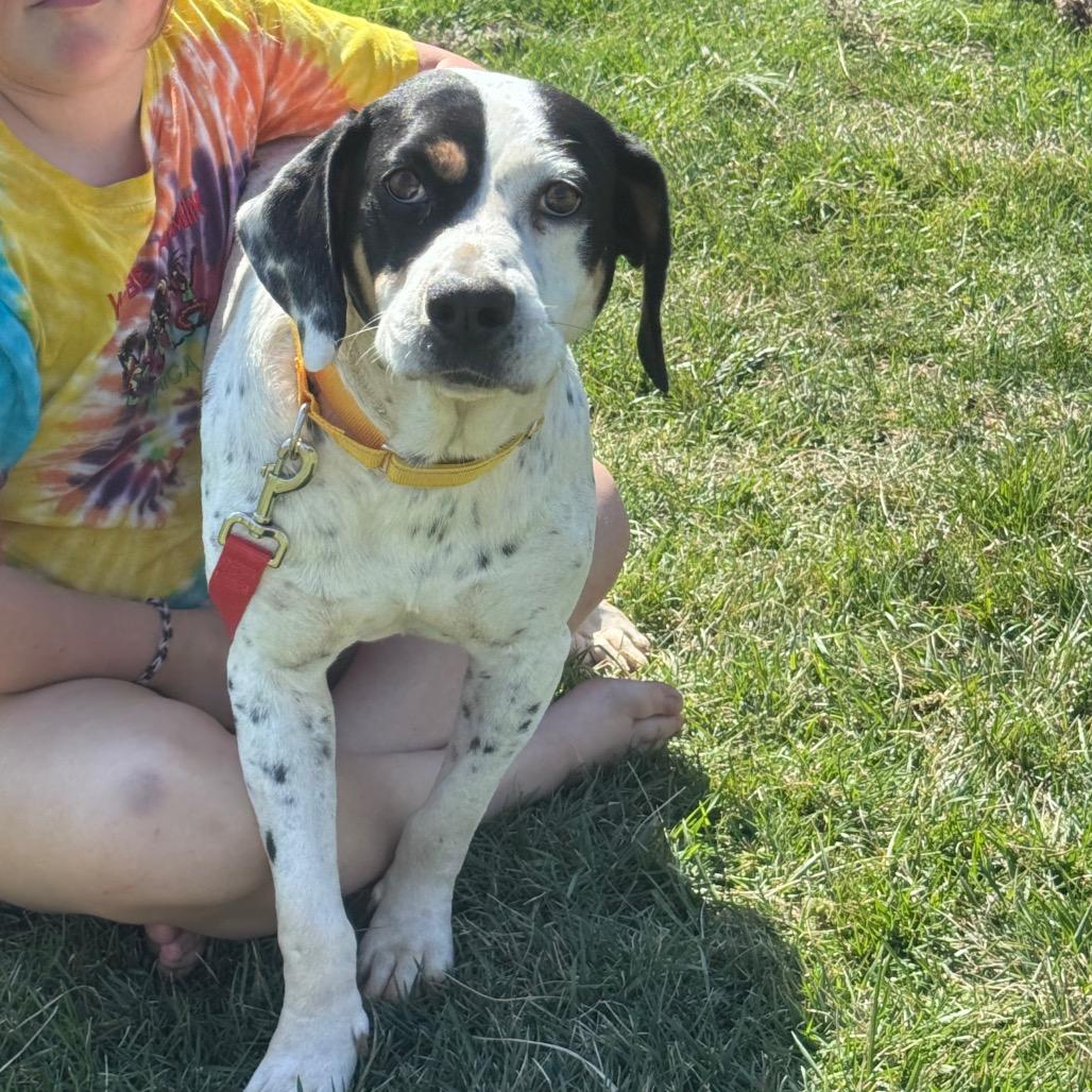Enlarge Scout, a Adoptable Mixed Breed in Inwood, WV image 3/6