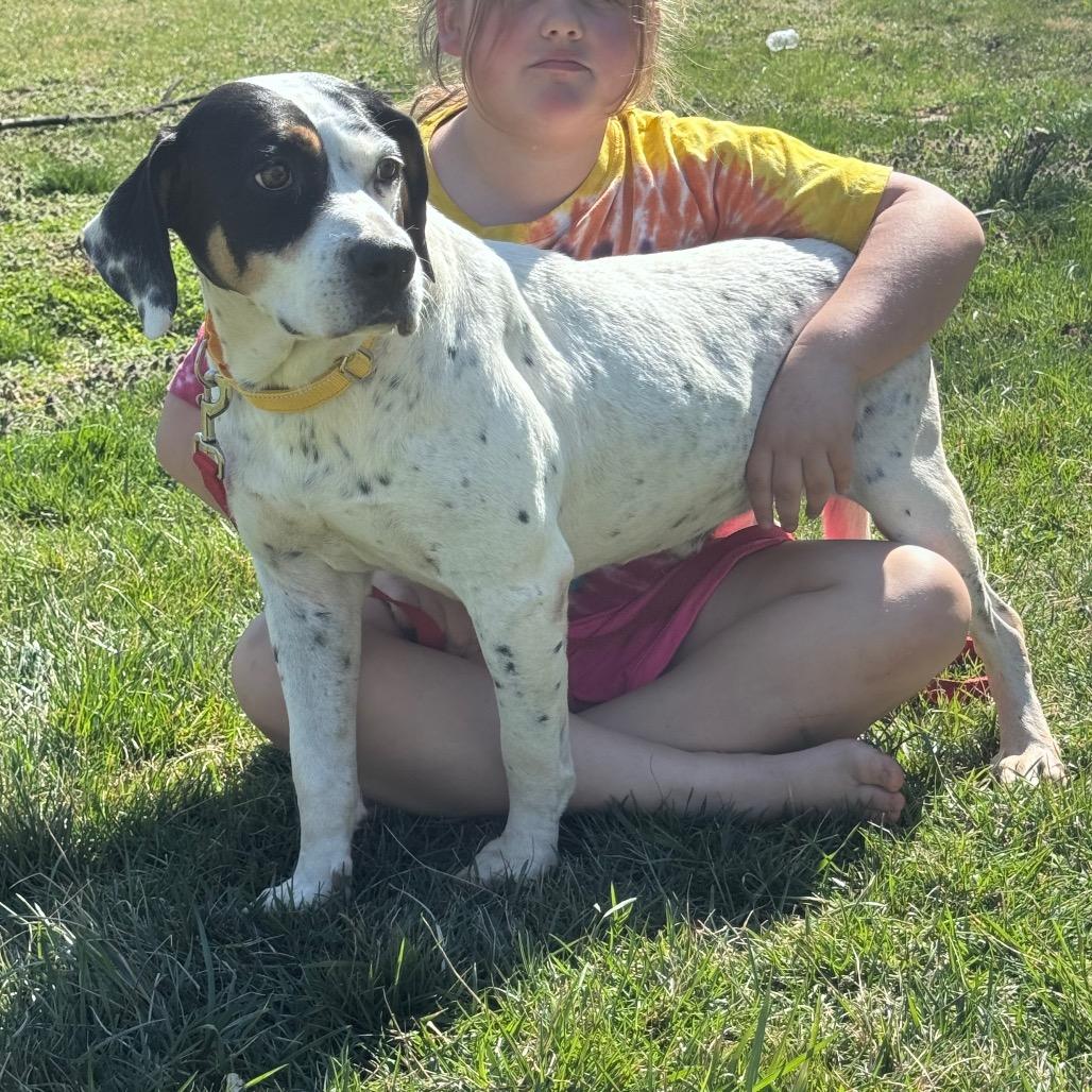 Enlarge Scout, a Adoptable Mixed Breed in Inwood, WV image 4/6