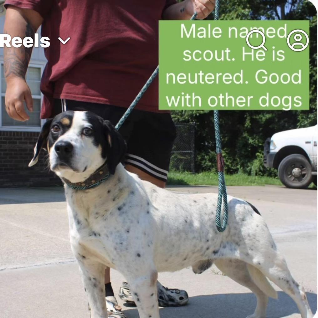 Scout, a Adoptable Mixed Breed in Inwood, WV image 2/3